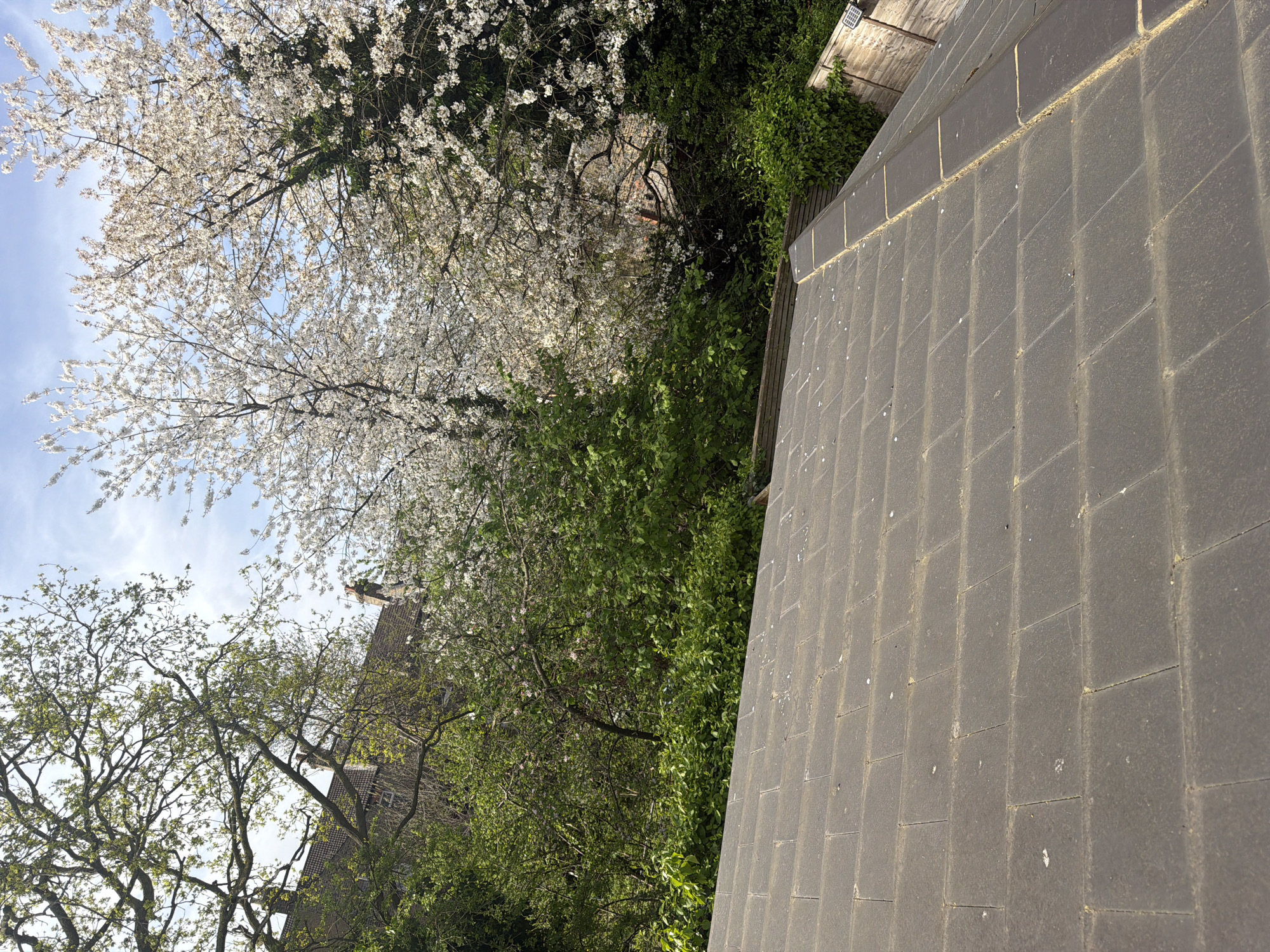 The image shows a view of a paved area or patio adjacent to a garden with trees in full bloom. The paving stones are dark gray and rectangular, arranged in a grid pattern. White blossom trees fill the upper left portion of the frame, with green foliage visible underneath. A building is visible in the distance, suggesting an urban residential area. Given the architectural style of the building and the general environment, it is likely located in London, United Kingdom. The light suggests it is daytime. There are no people visible.