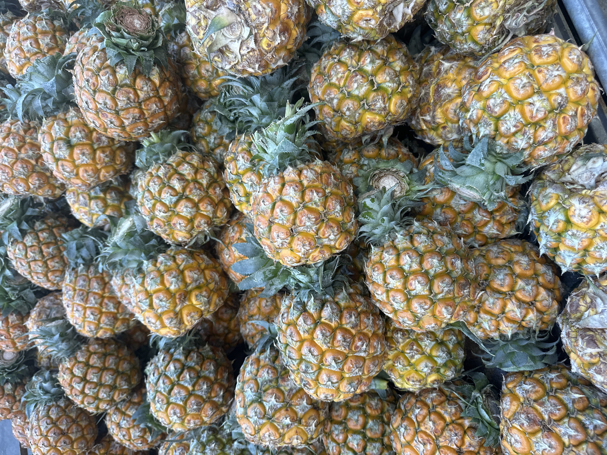 The image shows a pile of pineapples. The pineapples are relatively small, yellow-orange with green leafy tops. Many pineapples are touching and piled on top of each other. The image was likely taken in Bac Nha Trang Ward, Vietnam.
