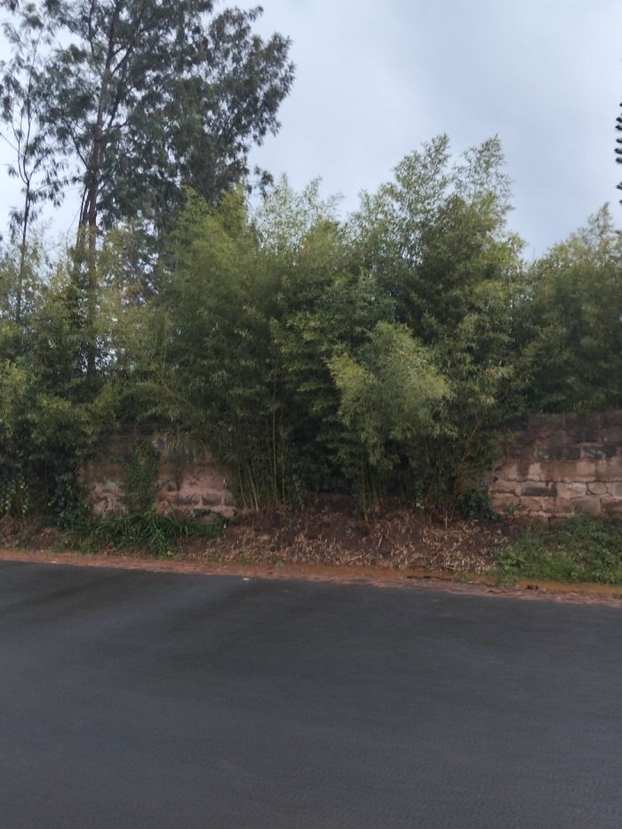 The scene depicts an exterior environment within Nyansiongo ward, Kenya. A dark grey asphalt road occupies the lower third of the frame. Adjacent to the road, a narrow strip of reddish-brown soil with sparse green vegetation extends to a low, irregular stone wall constructed from light brown-to-pinkish-brown blocks. Dense bamboo thickets with green foliage grow immediately behind and above the stone wall, forming a natural barrier across the midground. A tall tree with dark bark and green leaves is visible on the far left, rising above the bamboo. The sky is uniformly grey and overcast. No individuals, animals, or dynamic actions are present within the captured frame.