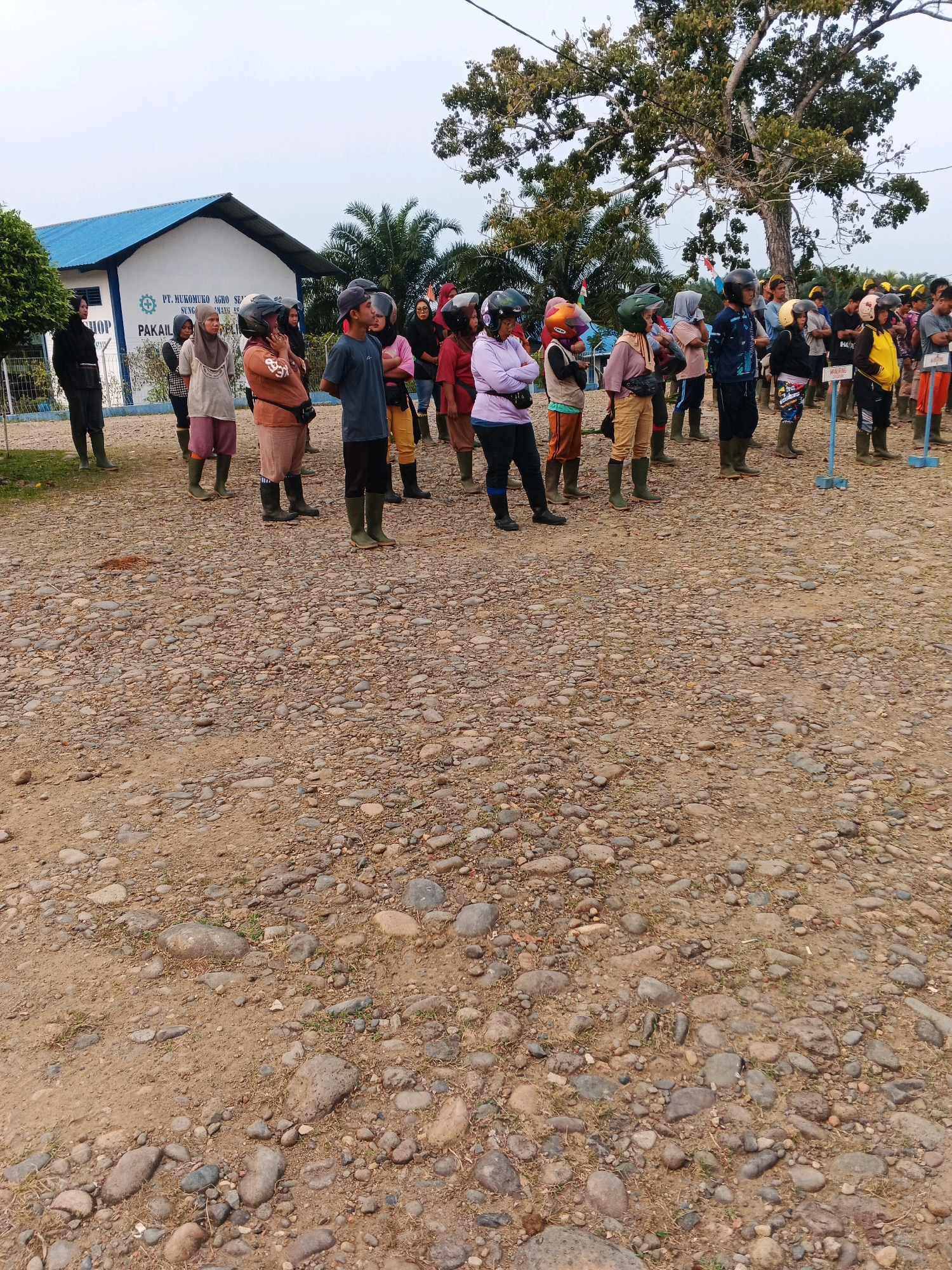 In the city of Batu Ejung, Indonesia, a group of approximately 30 people, dressed in a mix of casual wear and work attire, stand in a gravelly outdoor area. Many of the individuals are wearing helmets, suggesting they are either about to participate in or have just concluded an activity requiring safety gear. The group is positioned in front of a light-colored building with a blue roof, bearing the inscription "PT. MUKOMUKO AGRO SEJATI" and "SUNDER WANGES." The building appears to be an administrative or operational facility. A large tree with a wide canopy dominates the background, with palm trees visible to the left. The ground is covered in a mix of dirt and numerous small, grey stones. The sky is overcast. The people are facing generally in the same direction, indicating they might be listening to instructions or observing something.