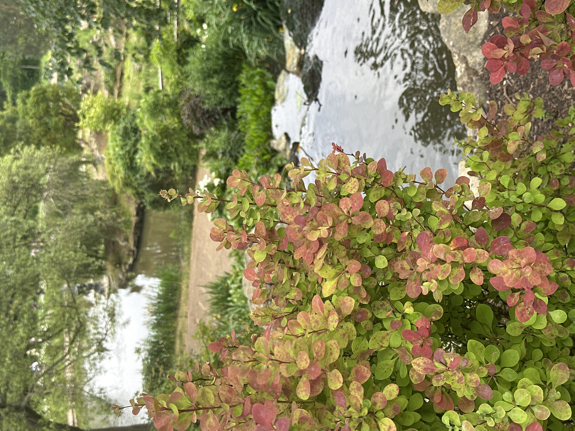 A slightly canted medium shot captures a pond with reflective water, surrounded by greenery and foliage. A bush with red and green leaves is prominent in the foreground. The scene is characterized by natural light and appears to be in a garden setting. It is difficult to definitively determine the location is in London.