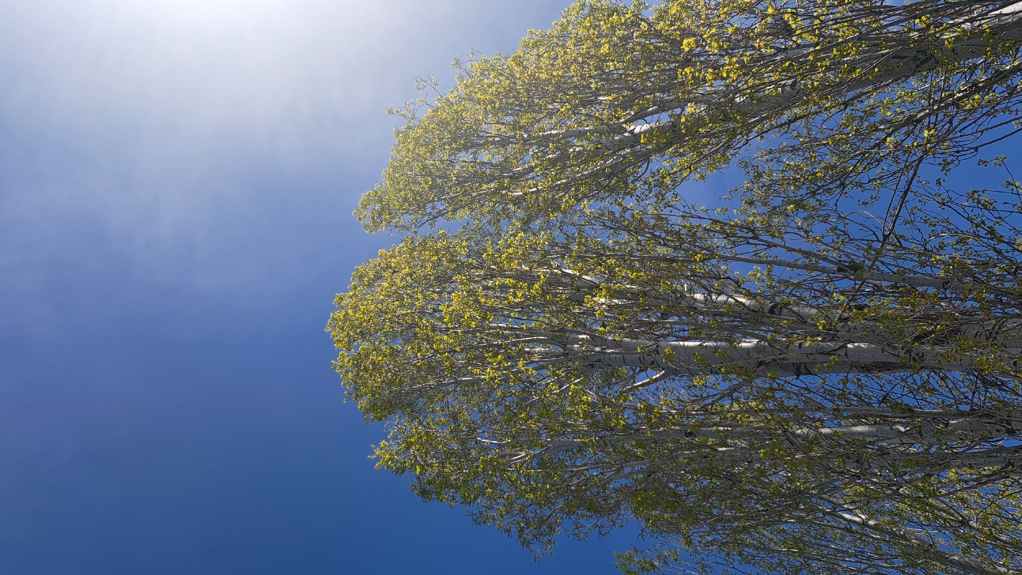 The image presents a serene upward view of tree canopies against a vivid blue sky. Several trees, identifiable by their smooth, pale grey or whitish bark and slender branches, dominate the right and central portions of the frame. These branches are densely covered with small, light green leaves, indicative of fresh, new growth in early spring. The trees angle diagonally across the composition, creating a dynamic perspective.
The sky is a brilliant, clear blue, with the intense brightness of the sun causing a white to light blue gradient and a slight lens flare effect in the upper left corner. The weather is sunny and clear, suggesting a pleasant daytime setting. There is no human activity or visible text in the scene. The overall impression is one of natural beauty, tranquility, and the freshness of spring under a bright sky.