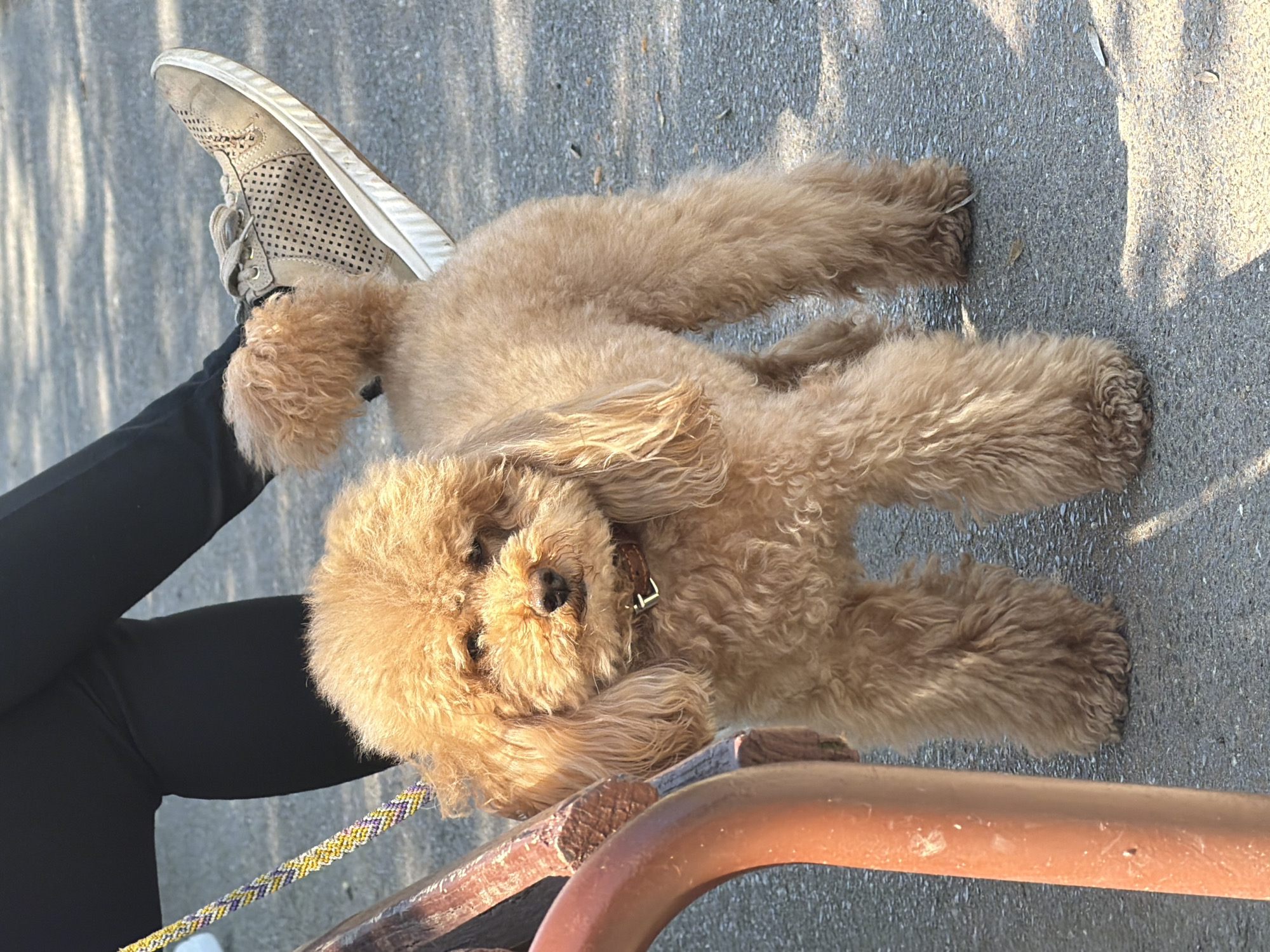 A tan-colored poodle is lying on a concrete surface, possibly a sidewalk or patio. It is positioned next to a person's leg, clad in black leggings and a beige, perforated athletic shoe. The dog has a brown collar with a metallic buckle. Part of a brown-colored chair is visible at the bottom of the image, with a leash lying on top. The scene is illuminated by sunlight, casting shadows on the concrete.
The image does not show location.