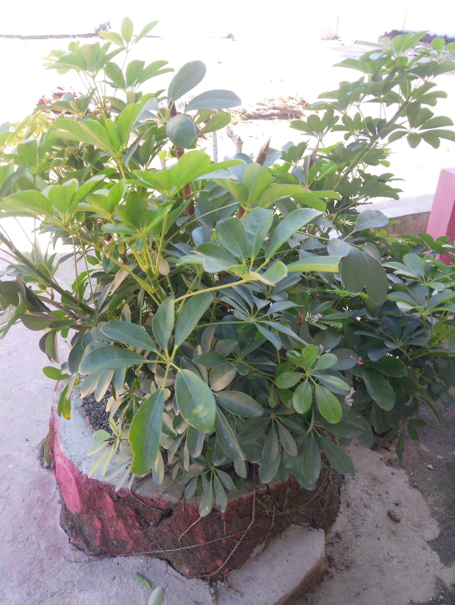 A close-up, eye-level shot shows a potted plant with glossy, dark green leaves, likely a Schefflera, placed on a rough concrete surface. The pot itself appears to be a rough, cylindrical structure, possibly made of concrete or stone, with a broken edge that reveals layers of red and grey material. Some of the plant's roots are visible, intertwining with the soil and extending slightly onto the concrete. The background suggests an outdoor environment, possibly a courtyard or pathway, with a blurred light-colored wall or structure to the right. The scene is lit by natural light, creating a bright, slightly washed-out effect, particularly in the upper portion of the image. The overall impression is one of urban flora in an outdoor setting. The location is identified as Serbelawan, Indonesia.