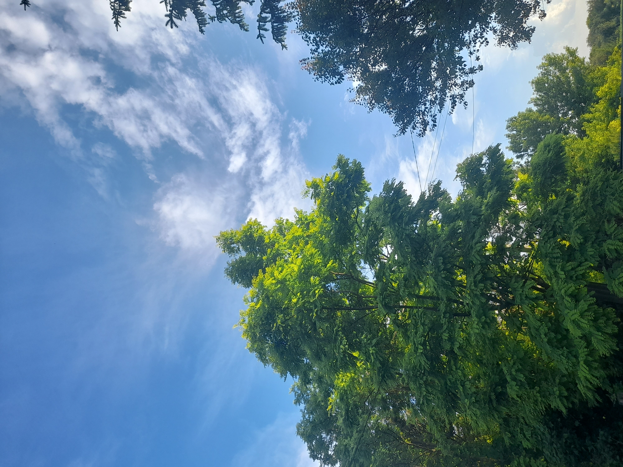 This is a photograph taken from a low angle, looking up at the sky through a canopy of trees. The sky is a bright, clear blue with wispy white clouds streaked across it. The sunlight filters through the leaves, casting a warm glow on the foliage. The trees appear lush and green, with some branches silhouetted against the sky. The overall impression is one of a beautiful, sunny day in a natural setting. The orientation of the photo is such that the sky takes up a significant portion of the frame, with the trees framing the edges. There are some power lines visible in the upper right portion of the image. The image conveys a sense of peace and tranquility, with the natural beauty of the trees and sky dominating the scene. The time of day appears to be daytime, given the bright sunlight. The weather is clear and partly cloudy. The location is suggested to be Kliushnykivka, Ukraine. No people or text are visible in the image.