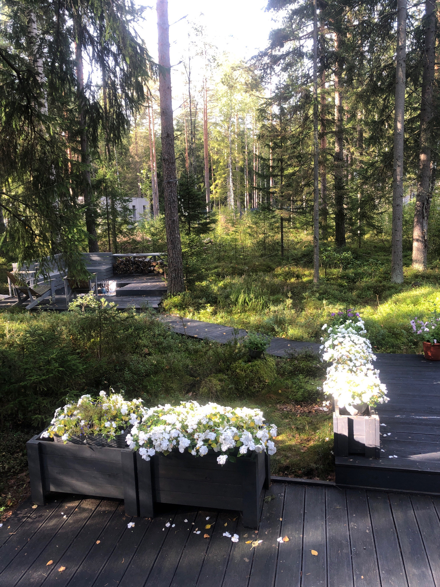 The image depicts a tranquil, sun-dappled backyard scene set within a dense pine forest. In the foreground, two dark wooden planters overflow with white impatiens, adding a touch of floral vibrancy to the dark wooden decking. A winding wooden pathway, partially obscured by lush greenery and moss, leads into the forest. In the midground, a grey wooden deck features a built-in bench and a stack of firewood. Beyond the deck, the forest floor is carpeted with dense undergrowth and shadowed by tall pine trees. In the distance, a modern house with a light-colored facade is visible through the trees. The location is identified as the city of Arfa, Russia.
