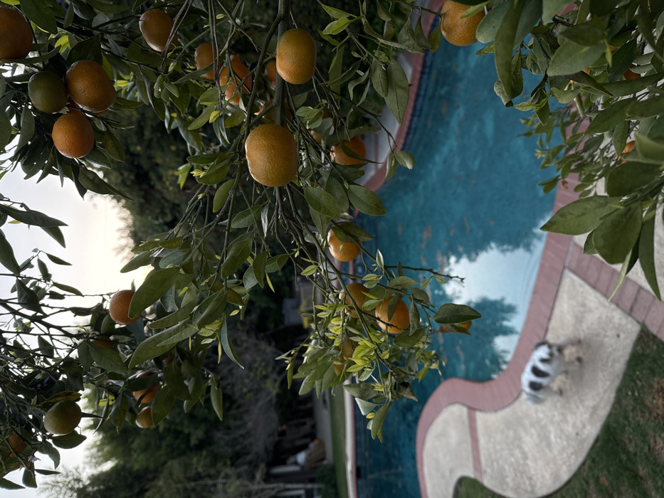 The scene depicts an outdoor residential backyard in Los Angeles, United States of America. The foreground is dominated by a tree branch laden with numerous orange-colored citrus fruits and green leaves. In the midground, an irregularly shaped swimming pool with clear blue water is visible, bordered by a light-colored concrete coping and a reddish-brown tiled edge. A small, black-and-white domestic dog is captured in motion on the concrete path adjacent to the pool's left side. The background consists of dense green foliage, with the partial view of a residential structure visible on the far left. The lighting is diffused, consistent with an overcast sky or late afternoon conditions.