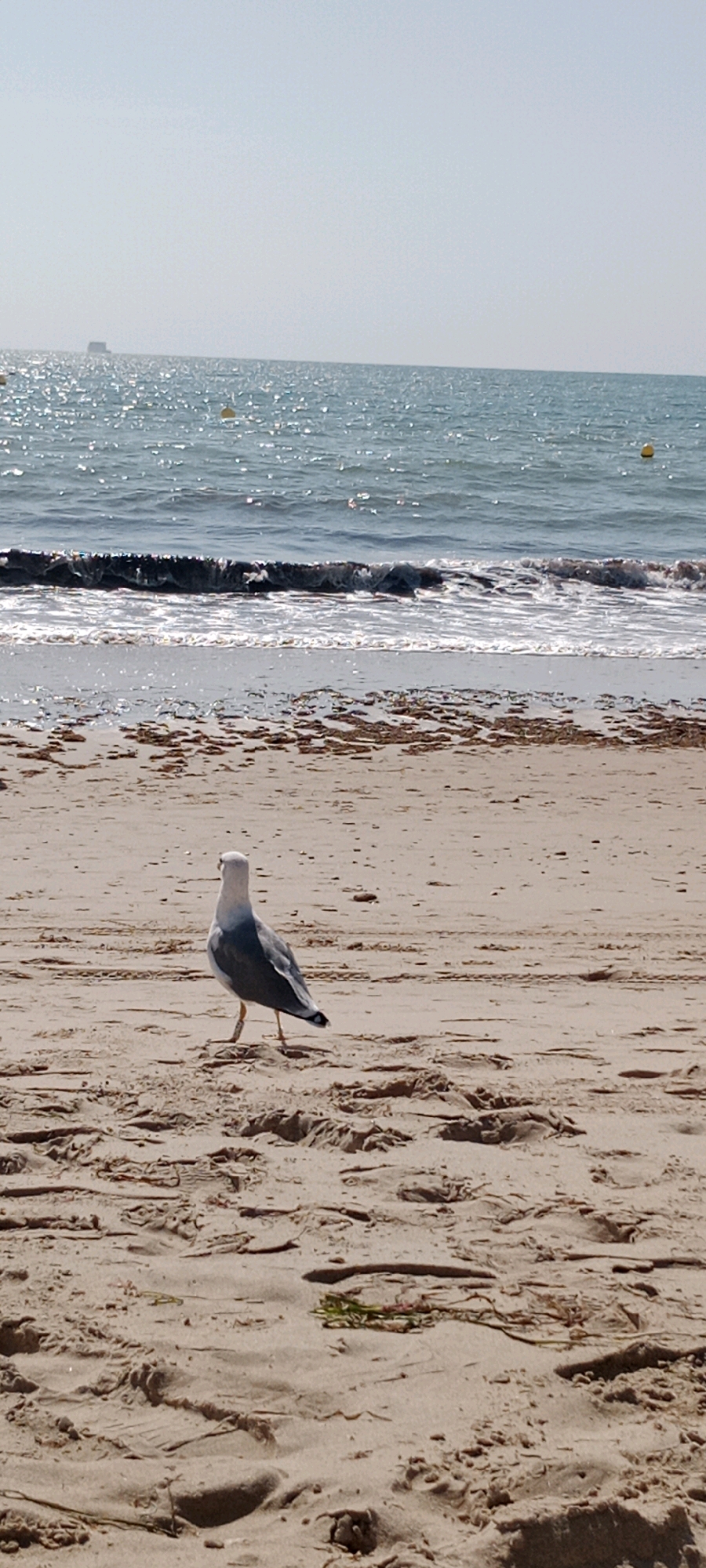 A lone seagull stands on a sandy beach, facing the ocean. The water is a deep blue, sparkling under the bright sun, with small waves gently lapping the shore. In the distance, a faint outline of a ship is visible on the horizon, and several yellow buoys dot the water. The sky is clear and a pale blue, suggesting a warm, sunny day. The sand is light brown and appears dry, with some scattered bits of seaweed and debris. The seagull, with its white head and gray wings, is the central focus of the image. Its stance suggests it is either resting or observing its surroundings. The scene evokes a sense of peaceful solitude and the natural beauty of a coastal environment. The time of day appears to be midday, given the brightness of the sun and the clear sky. The location is implied to be a beach on the Costa Oeste in Spain, consistent with the shimmering, sun-drenched Mediterranean waters and the presence of beachgoers' footprints in the sand. No text is visible in the image.