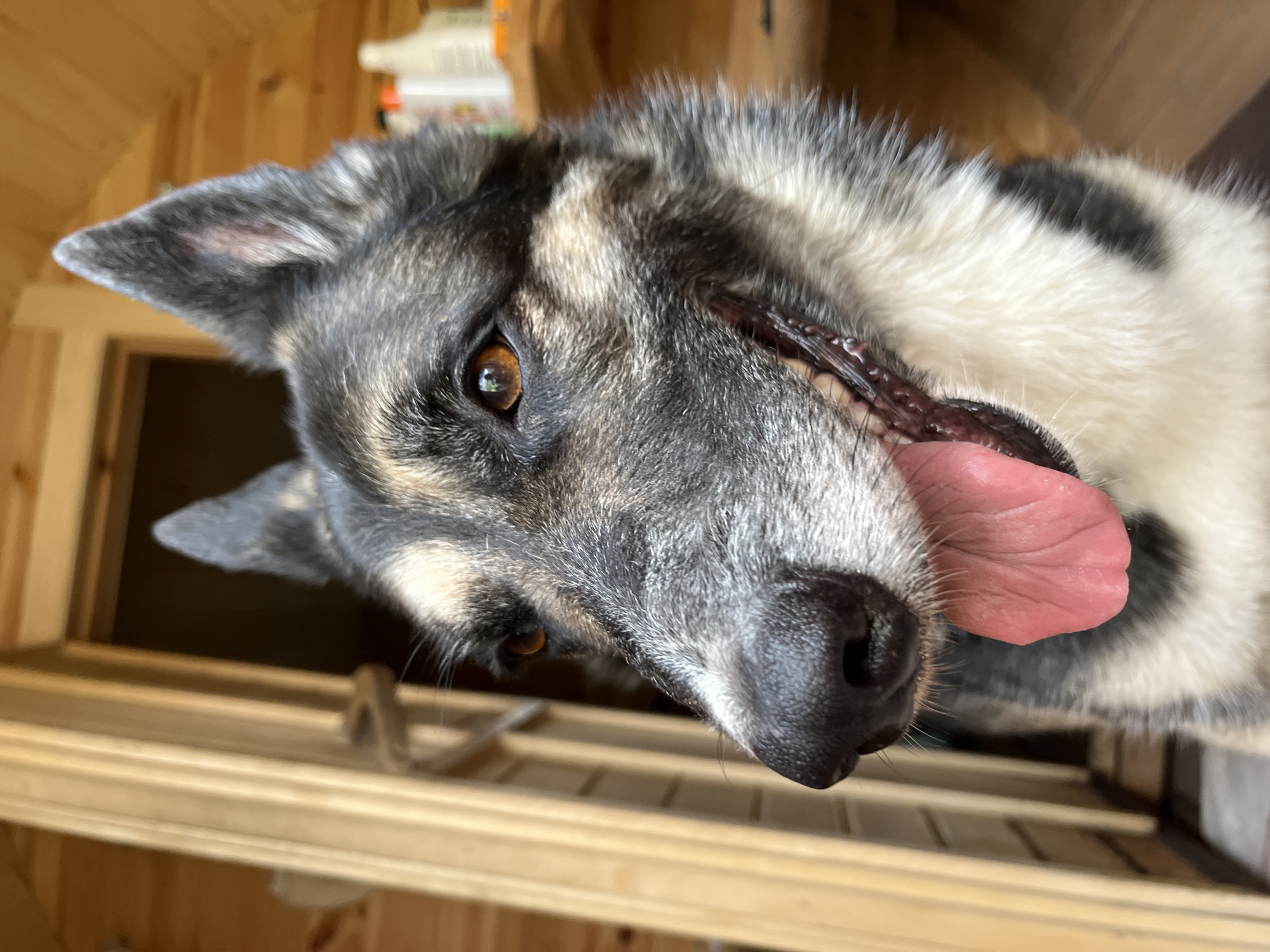 A medium shot captures a close-up of a German Shepherd mix dog's face, looking to the left of the frame. The dog's fur is a mix of black, gray, and tan. Its tongue is hanging out and appears pink. The dog is indoors, with wooden walls and a doorway visible in the background. There is a shelf with bottles on the right side of the frame. The image is taken from a slightly low angle. The specific location within Nizhny Tagil, Russia is not identifiable from the provided visual information.