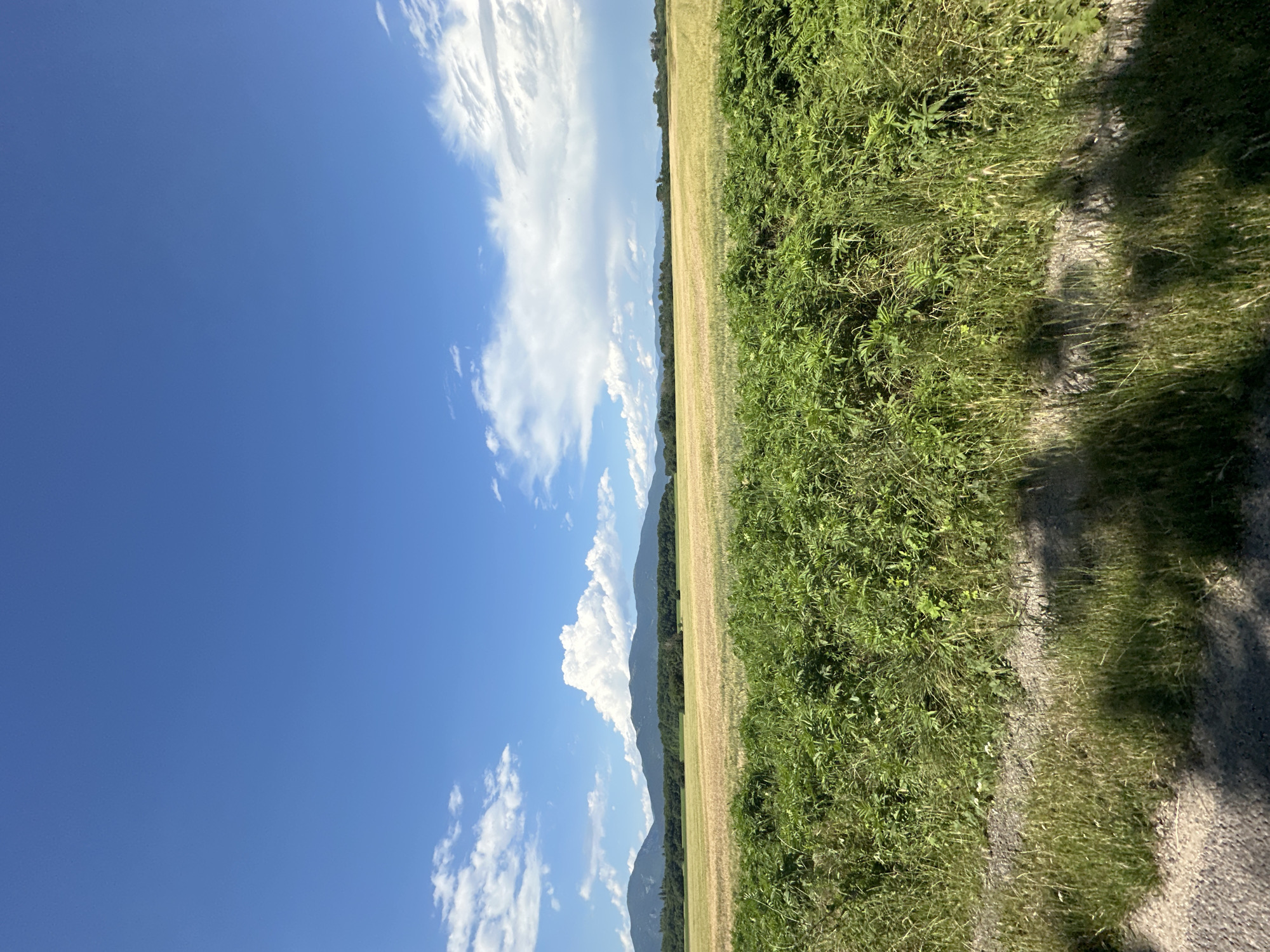 This is a vertical, eye-level, full-shot photograph of a rural landscape under a bright blue sky with scattered white clouds. In the foreground, lush green vegetation lines the bottom of the frame, with a patch of gravelly ground visible to the left. Beyond the foreground, a golden-yellow field stretches towards a line of dark green trees and a range of low, hazy blue mountains in the distance. The sky is clear and expansive, with a few fluffy white clouds creating texture. The scene appears to be set in the countryside near Tulovo, Bulgaria, during daylight hours. There are no people or animals visible in the frame.