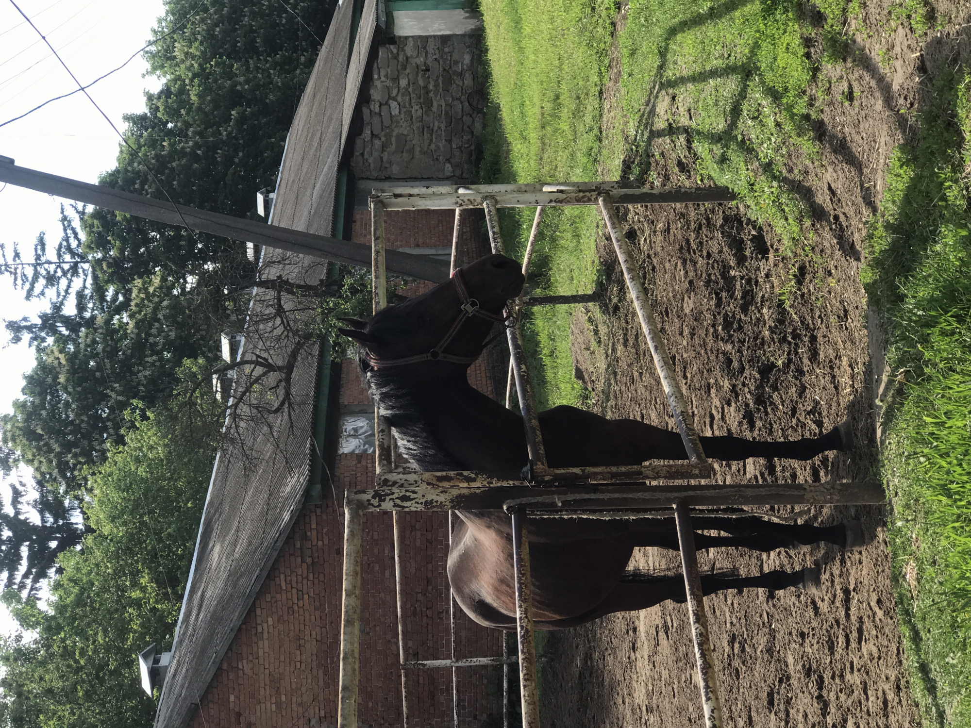 A dark brown horse stands in a mud-filled pen made of white, rusty metal bars. The horse wears a red and black halter. The ground is a mixture of mud and some green grass. In the background, there is a brick building with a gray roof and a stone building with a green trim. A power pole with wires extends from the left side of the image. The setting appears to be a rural area near Kharkiv, Ukraine.