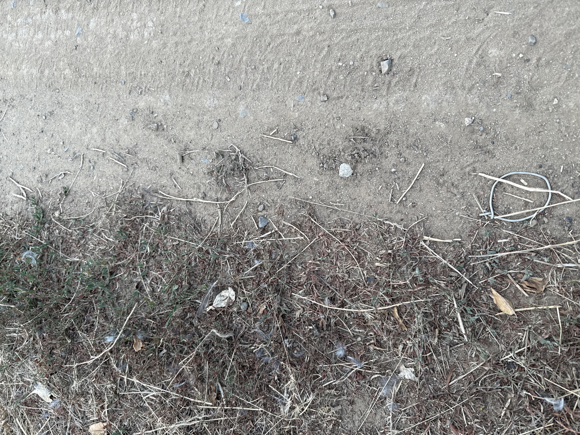 This is a ground-level, close-up, vertical photograph of a dusty, dirt path next to a patch of dry grass and weeds. The path occupies the right side of the frame, appearing as a compacted, sandy surface with small pebbles and some larger rocks. The left side of the frame features a dense area of dead grass, twigs, and a few green sprouts of vegetation. Scattered throughout the dry grass are small, light-colored feathers. In the lower right quadrant of the image, a small, circular piece of metallic wire is visible on the dirt path, partially obscured by dry grass. The overall environment suggests an outdoor, possibly rural or undeveloped area. There is no indication of human presence or activity. The location is specified as Orlovka, Russia.