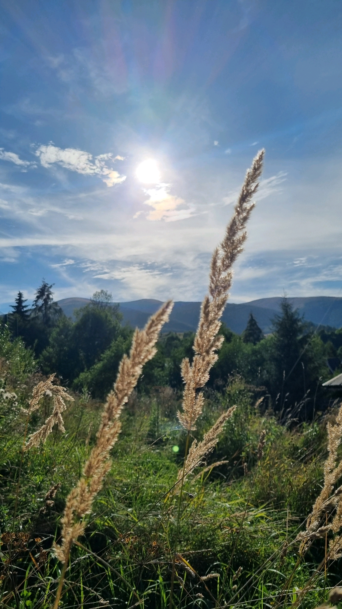 A low-angle, vertical shot captures a sun-drenched, natural landscape in Izky, Ukraine. The foreground is dominated by dry, golden grasses and lush green vegetation, with a patch of dark brown dried flower heads visible in the lower left. In the mid-ground, a dense forest of dark green trees stretches across the scene, with a hint of a brown building peeking out on the right side. Distant, muted blue mountains form the backdrop. The sky is a bright, clear blue with scattered white clouds and a radiant sun shining brightly, casting lens flares across the frame. The overall impression is one of a tranquil, sunlit day in a rural, mountainous region.