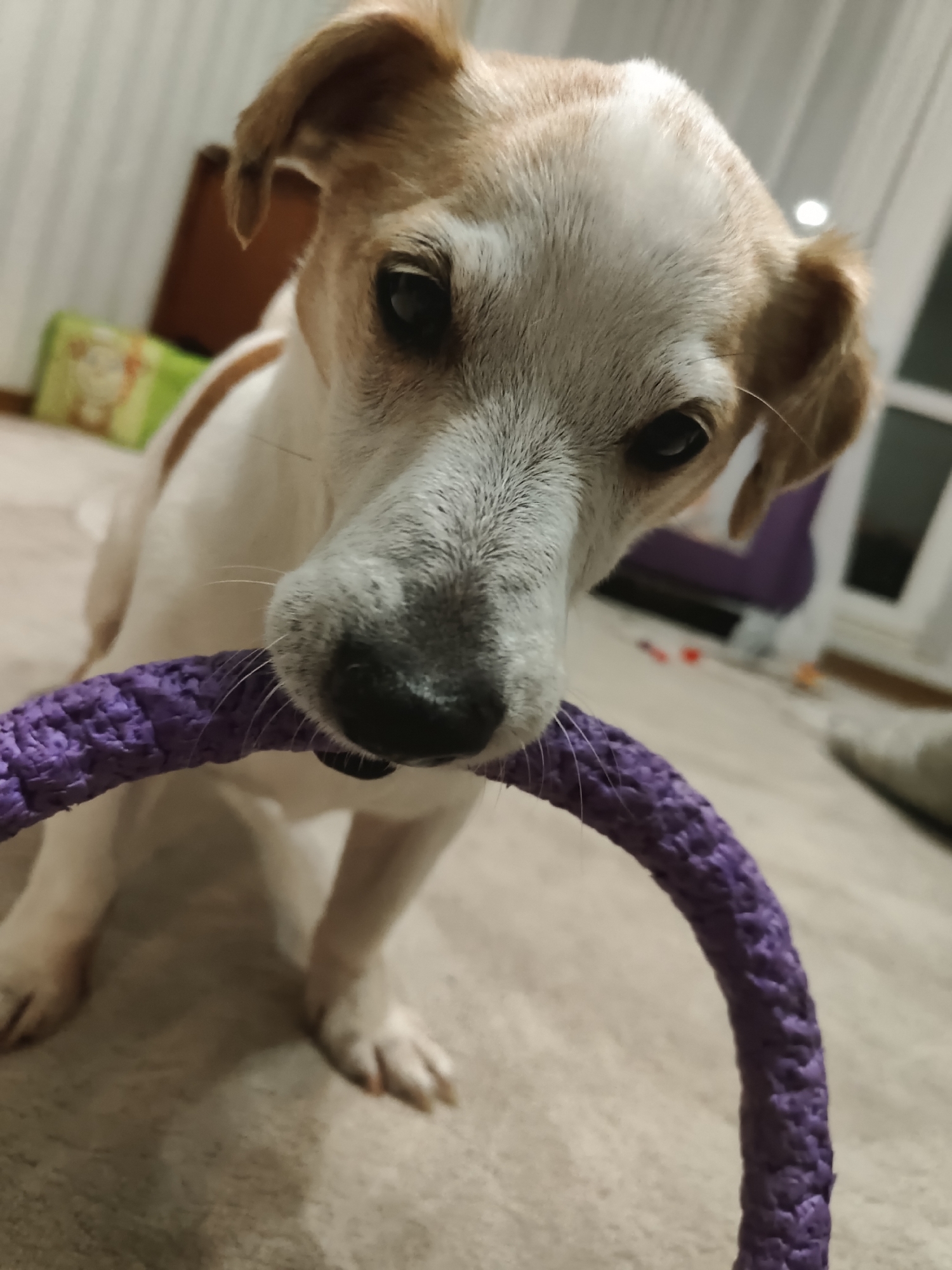 A close-up, eye-level shot captures a small, tan and white dog with floppy ears holding a purple rope toy in its mouth. The dog is positioned in the foreground, its head tilted slightly, looking directly at the camera. The background is softly blurred, showing a domestic indoor environment with hints of furniture and curtains. The lighting appears to be artificial, suggesting an indoor setting. The dog's fur shows texture, and its eyes are dark and attentive. The rope toy is thick and appears to be made of braided material.