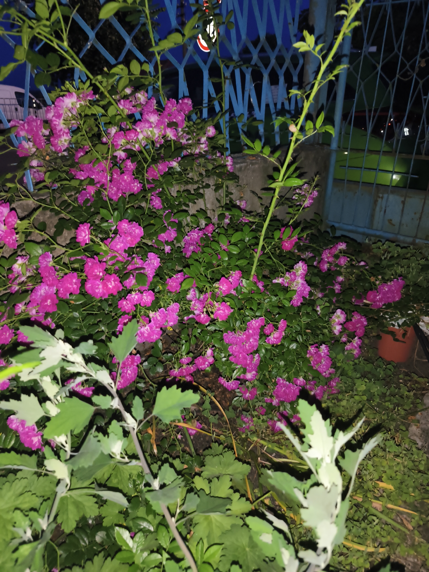 The image depicts a nighttime scene in Marinka, Bulgaria, featuring a dense cluster of small, pink roses blooming in front of a blue metal fence. The fence appears to be a gate, with diamond-shaped openings, and is partially obscured by the rose bush. To the right, a large orange planter is visible. In the foreground, large, light-green leaves with serrated edges are prominently displayed, blurring the focus of the image. The overall lighting suggests it is dusk or nighttime, with artificial lights potentially contributing to the scene. No people are present.