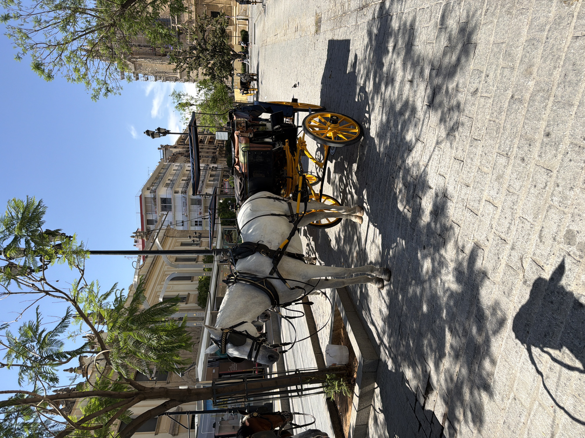 A white horse stands harnessed to a carriage on a cobblestone street in Seville, Spain, near the Cathedral. The horse is facing left, its head slightly down. The carriage is black and yellow, with a black canopy. A person in a blue shirt is visible sitting in the carriage. In the background, several buildings are visible, including a large cathedral with scaffolding. Trees provide shade on the street. The sky is clear and blue. The scene is well-lit by sunlight, casting shadows on the ground.