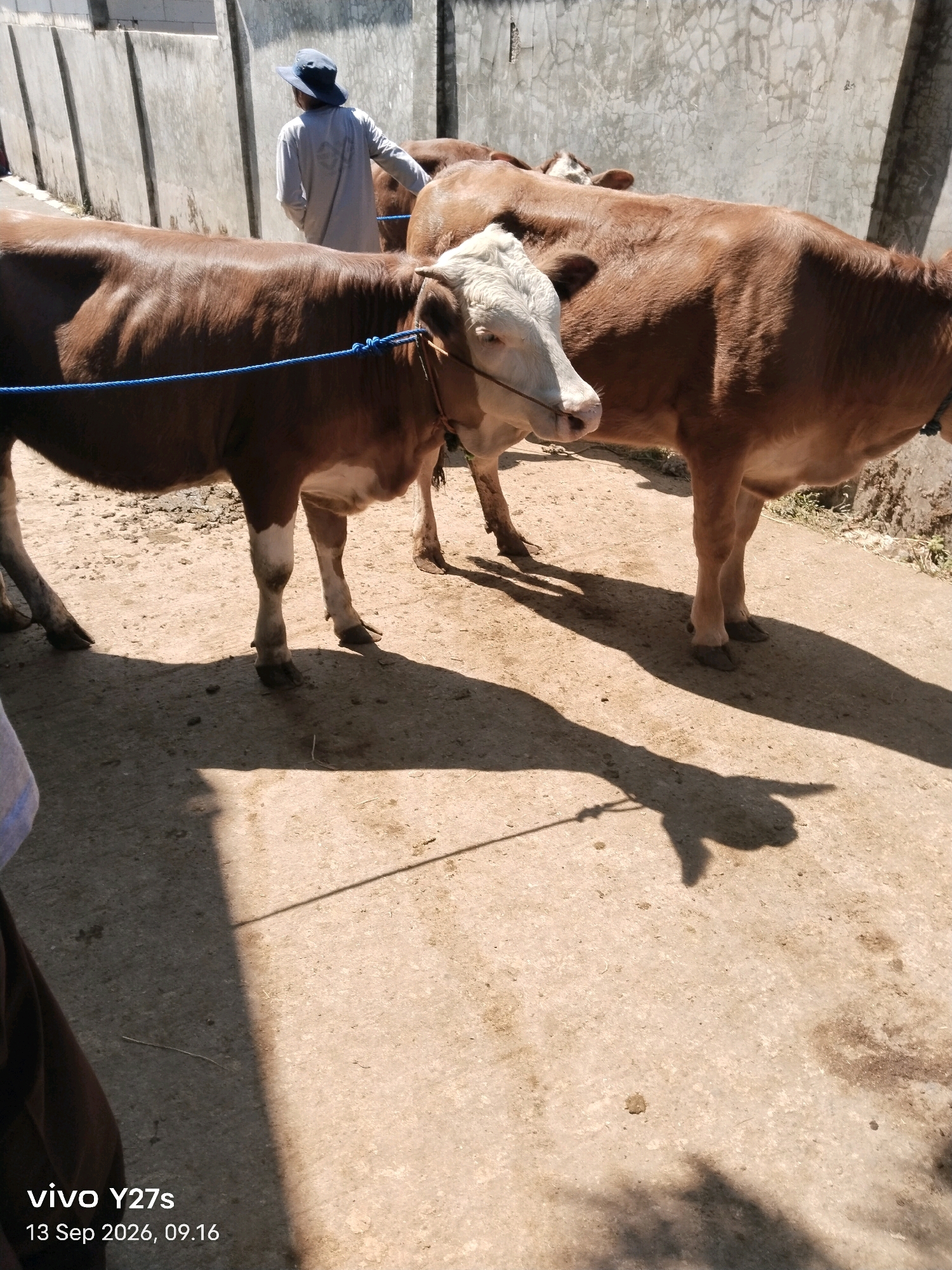 In the city of Wonosido, Indonesia, two cows are standing on a dusty, concrete surface. One cow, in the foreground, is brown and white with its head facing forward. A blue rope is tied around its neck. Behind it, another larger brown cow stands facing to the right. A person wearing a light-colored shirt and a dark blue hat stands behind the cows, facing away from the camera. The background features a textured concrete wall and a lighter, rougher wall structure behind that. The scene is illuminated by strong sunlight, casting distinct shadows on the ground. The lower right corner of the image shows the text "vivo Y27s 13 Sep 2026, 09.16".