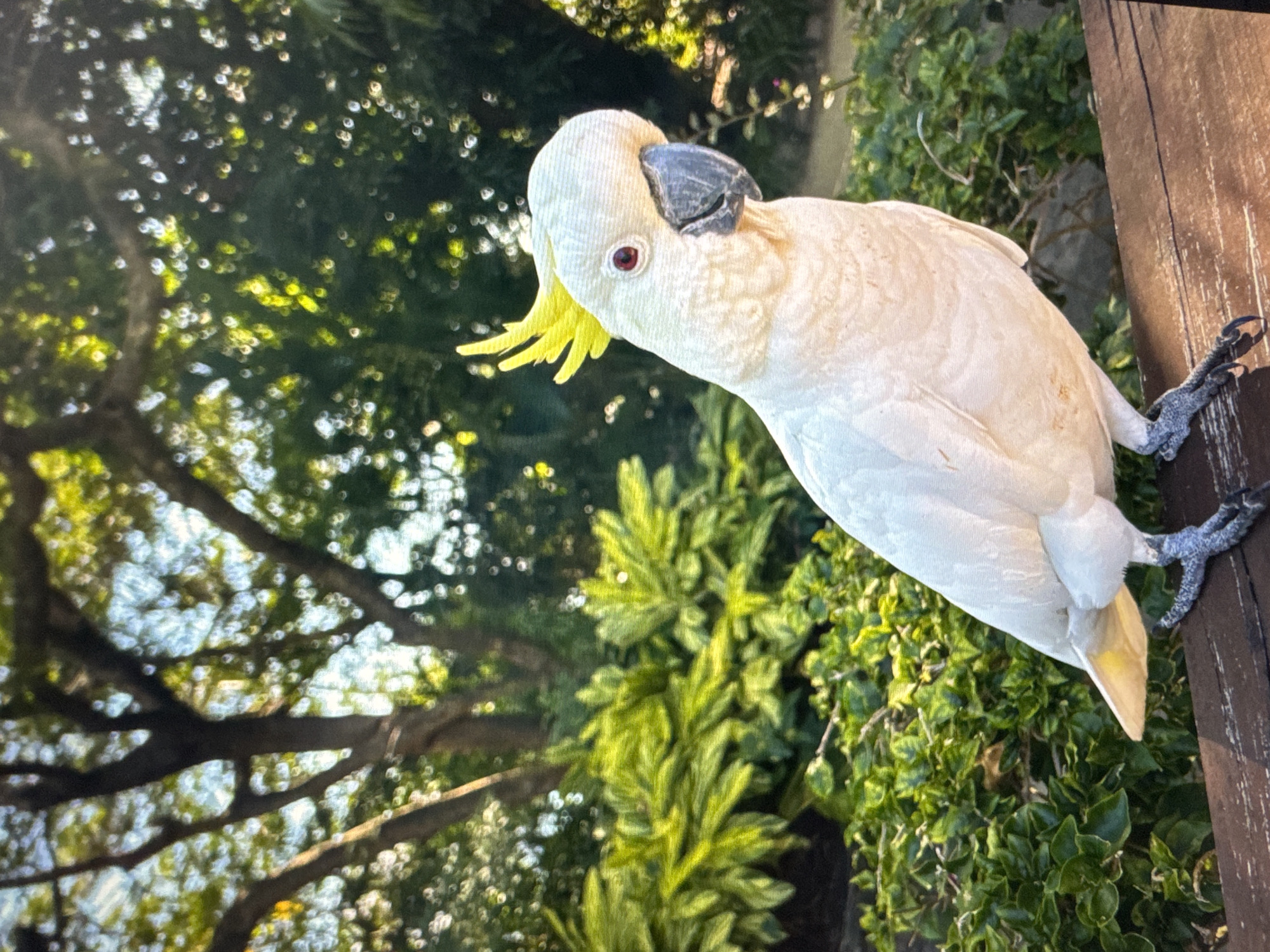 This media file features a white cockatoo perched on a wooden surface. The bird is facing downwards and to the left, with its crest slightly raised. Its white feathers are visible, along with a dark beak and a red eye. The cockatoo's grey feet are gripping the wooden post.
The background is filled with lush green foliage, appearing to be bushes and trees. Sunlight filters through the leaves, creating a dappled effect and suggesting a daytime setting, likely outdoors. The scene appears to be in a natural or garden environment.
There is no visible text in the image. The overall impression is one of a close-up observation of the bird in its natural habitat.