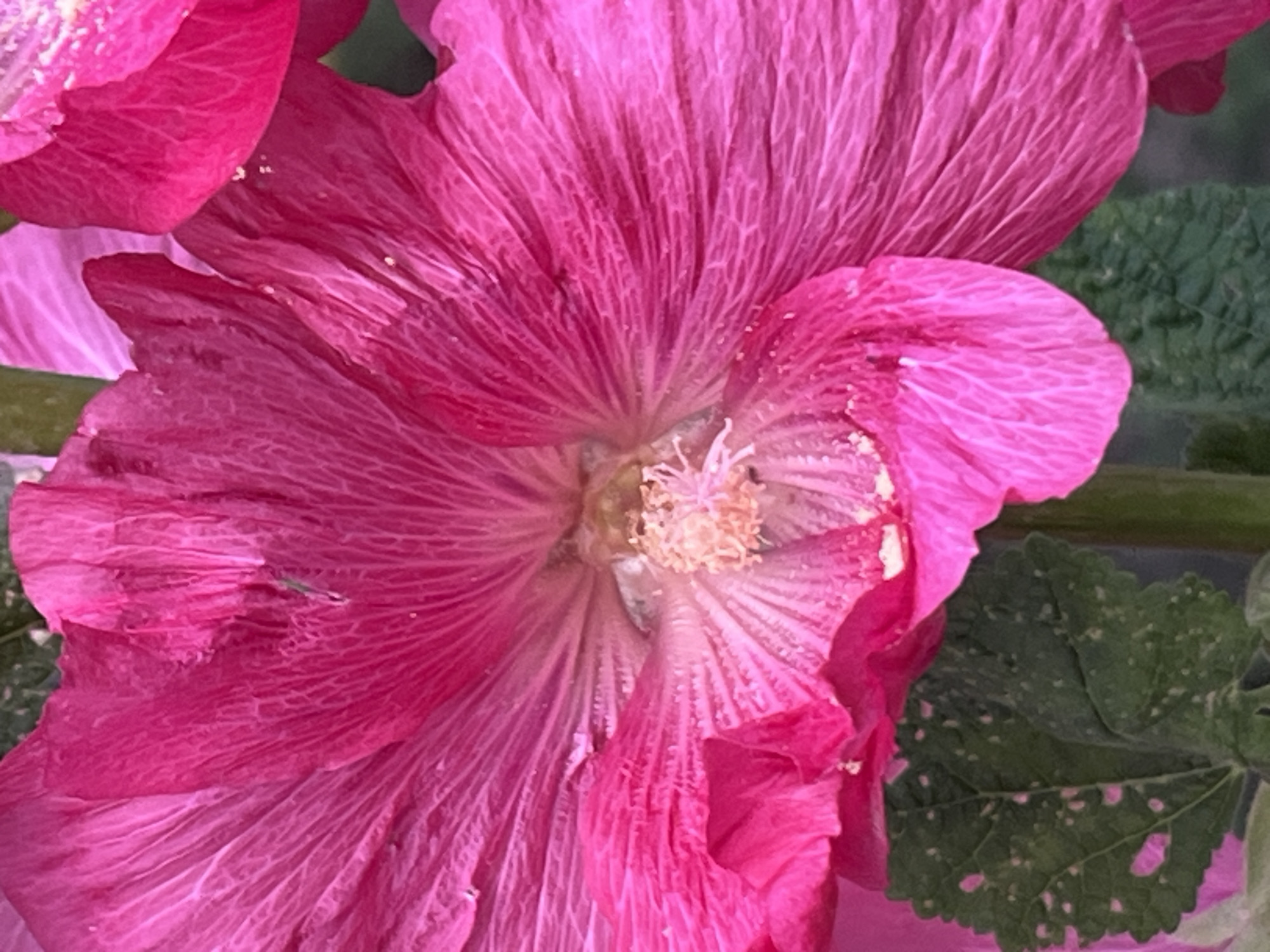 This close-up, eye-level, horizontal shot showcases the vibrant pink petals of a hollyhock flower. The flower dominates the frame, with its delicate, crinkled texture and prominent veins clearly visible. The center of the flower reveals a cluster of stamens, dusted with a light, creamy pollen. To the left and right of the main flower, other pink petals, slightly out of focus, suggest the presence of additional blooms. In the background, green leaves with speckled white markings provide a contrasting natural element. A thin, dark stem is visible on the right side. The lighting appears to be natural daylight, highlighting the rich color and intricate details of the flower. No people, text, or specific time of day or weather cues are discernible beyond the natural lighting. The provided location context is Dnipro, Ukraine.