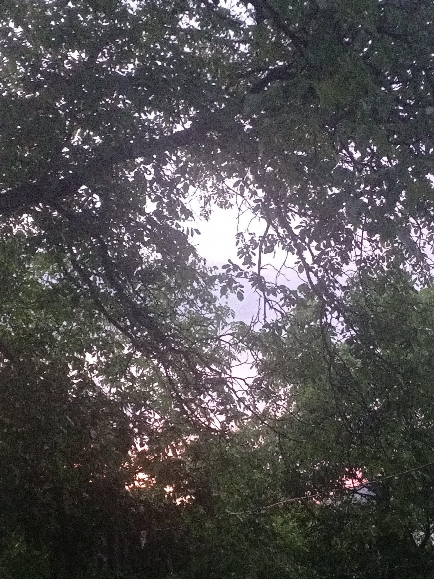 This is an outdoor, medium-angle, eye-level shot of a canopy of dark green leaves and branches obscuring a pale pink and white sky. The foliage is dense and appears to be from a deciduous tree, with some bare branches visible among the leaves. The light is soft, suggesting either dawn or dusk. There are no people or identifiable objects in the image. The scene is abstract and dominated by the natural elements of leaves, branches, and sky.