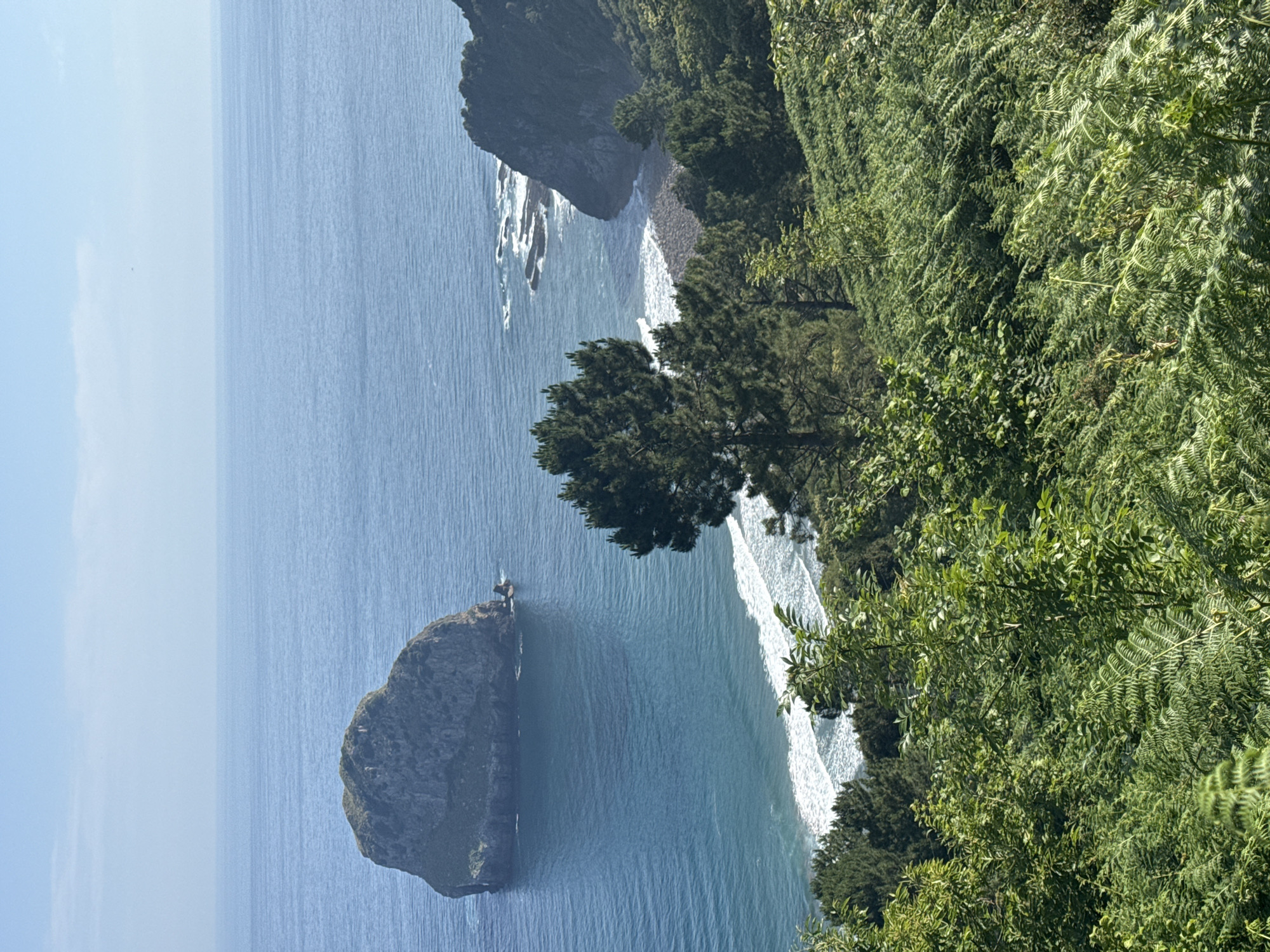 A high-angle, static shot captures a serene coastal scene in Bermeo, Spain. The vast expanse of the deep blue ocean dominates the upper half of the frame, meeting a pale blue sky with a faint horizon line. A large, dark, rocky island, partially covered in green vegetation, juts out of the water on the left side, casting a subtle shadow below. Waves gently crash against the shore and around smaller rock formations on the right, where a rugged, dark green cliff face descends to the sea.
The foreground is filled with lush, dense green foliage, primarily ferns and trees. A tall, slender pine tree stands prominently in the mid-ground, positioned between the rocky island and the cliff. The overall atmosphere is tranquil and natural, with no visible humans or animals. The lighting suggests a bright, sunny day.