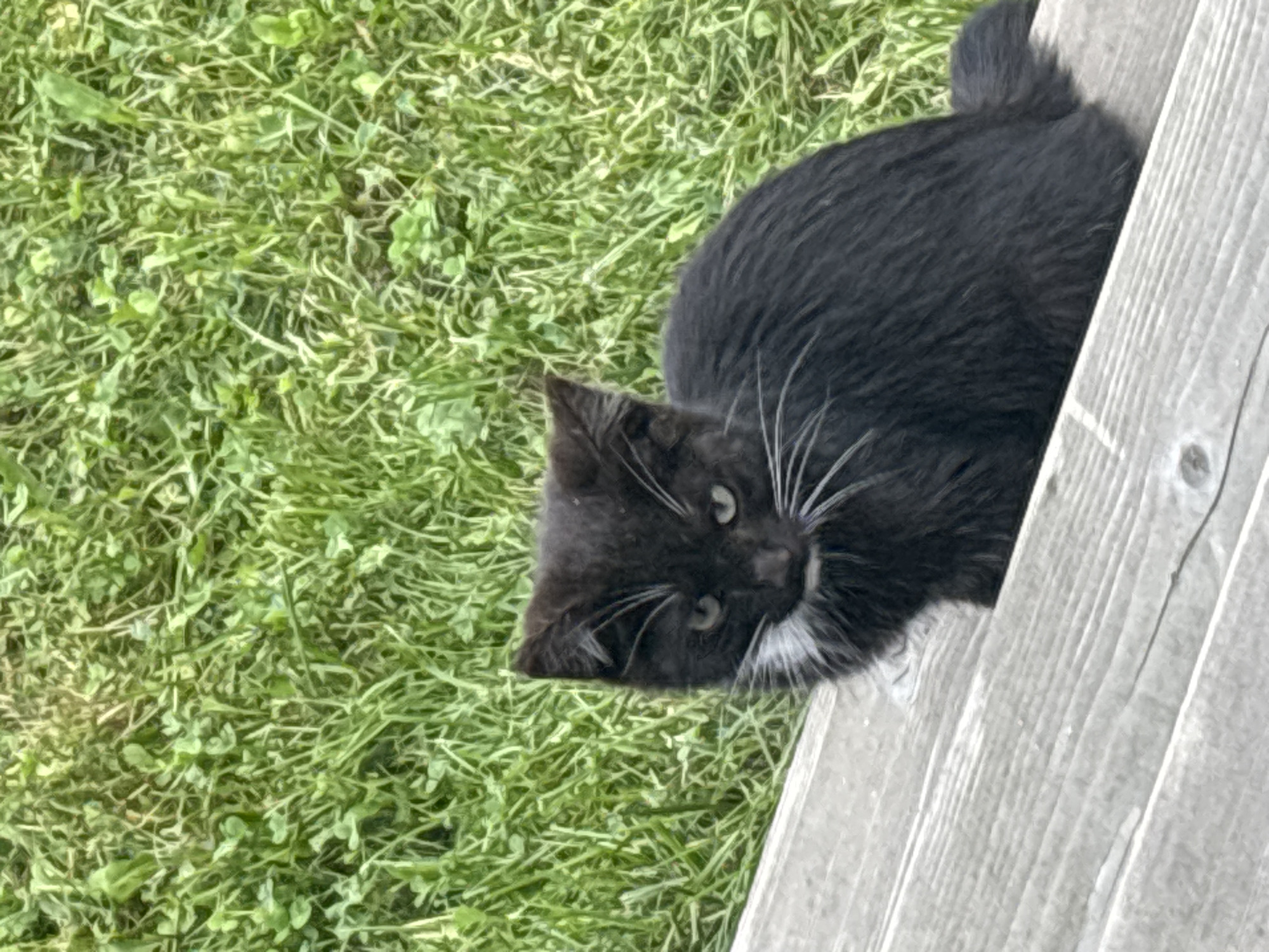 A black kitten with white whiskers sits on wooden steps. The kitten is positioned in the lower center of the frame, facing left. Behind the kitten is a patch of green grass. The scene appears to be outdoors, likely in a residential area. There is no information in the image that would allow for a specific location in Zvenigorod, Russia.