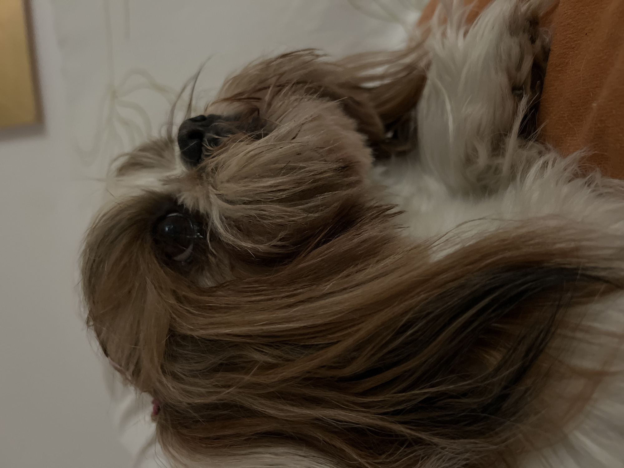 A close-up, side profile shot focuses on a Shih Tzu dog. The dog's fur is a mix of brown, white, and black, with some strands of hair appearing reddish-brown. The dog's right eye is visible, dark and round, with a hint of reflection. Its nose is black and wet. The dog's fur is long and somewhat disheveled, with some strands falling over its face. A small pink hair tie is visible on the top of its head, securing a small portion of its fur. The dog appears to be lying down, with its white chest fur softly visible. The background is out of focus, with a pale, possibly white, wall behind the dog. The dog is resting on an orange surface, likely fabric. The image quality is moderate, with some graininess and softness, suggesting it was taken in low light conditions. The scene is indoors, with no discernible city or specific location, including Kleosin, Poland.