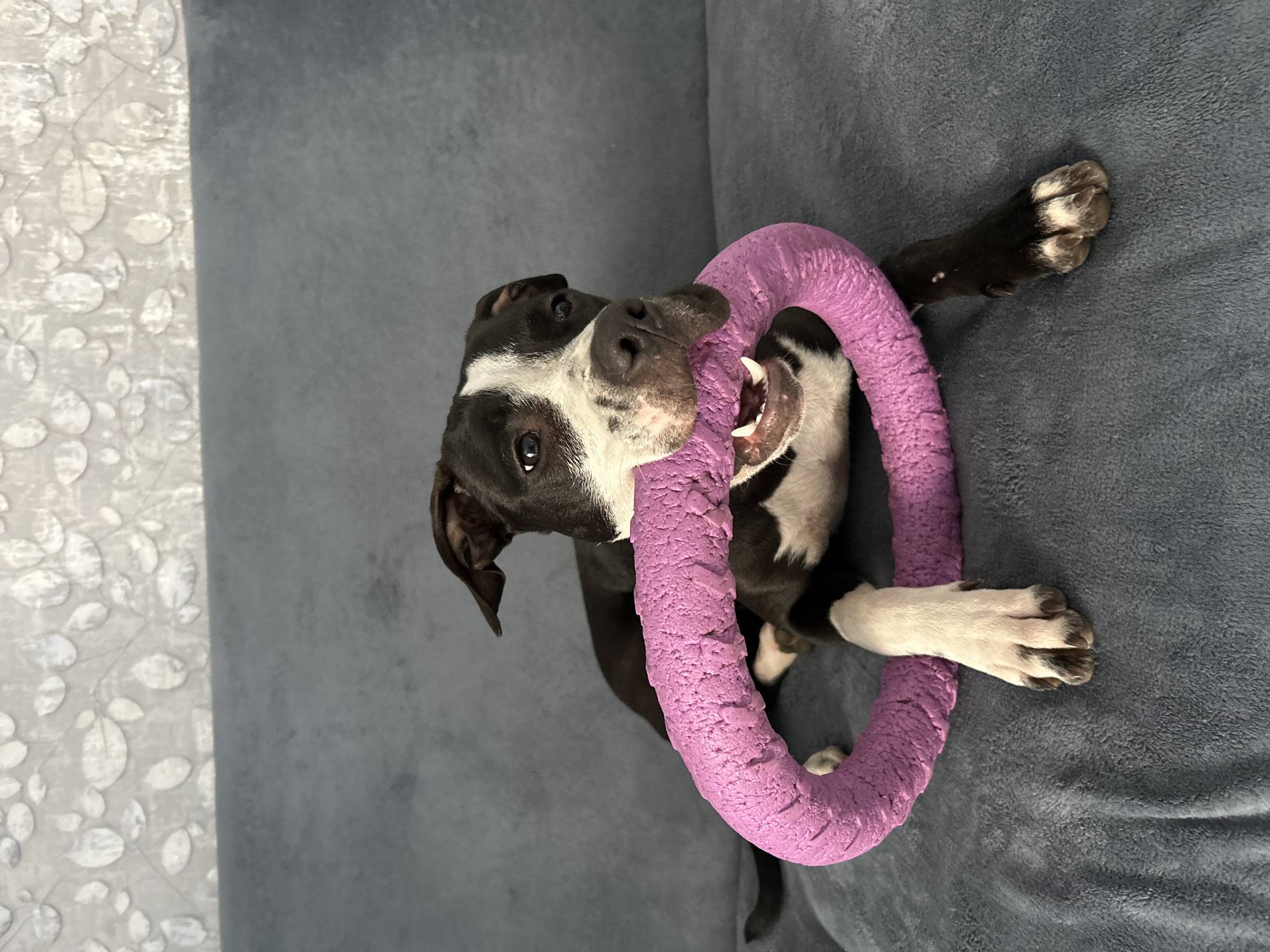 A black and white pit bull puppy lies on a grey couch, holding a large, textured purple ring toy in its mouth. The puppy's head is turned towards the camera, and its ears are perked up. Its front paws are visible, with one paw resting on the toy. The background consists of a grey textured wall. The scene appears to be indoors.