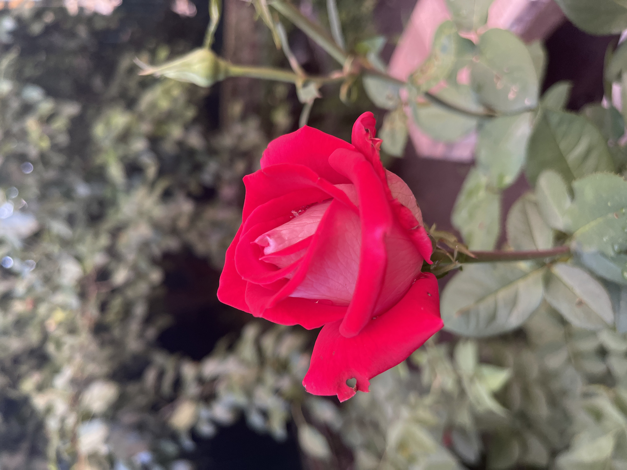 This is a close-up, low-angle photograph of a single, partially bloomed red rose. The rose is vibrant red on the outer petals, transitioning to a lighter pink and white towards the center. Some water droplets are visible on the petals and leaves. The rose is positioned to the left of the frame, with a blurred green background of foliage and branches. A small, green rosebud is visible above and to the left of the main bloom. The lighting suggests it might be daytime, possibly overcast or in the shade, as there are no harsh shadows. The setting appears to be an outdoor garden, likely in Krasnokutsk, Ukraine, given the context. There is no discernible text in the image. The image focuses solely on the rose and its immediate surroundings, creating an intimate and natural feel. The slightly damaged edge of one petal, with a small heart-shaped hole, is a subtle but notable detail.