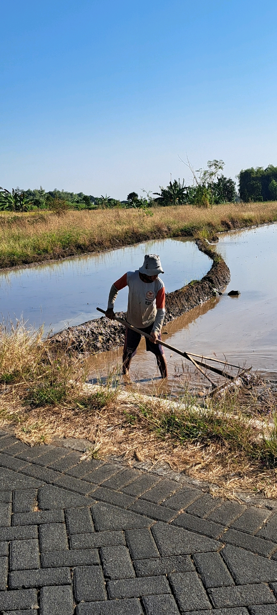 A full shot captures a farmer working in a rice paddy under a clear blue sky in Sumber Gedang, Indonesia. The farmer, wearing a light-colored long-sleeved shirt with orange accents and a bucket hat, is partially submerged in muddy water. They are using a tool with two prongs on a long handle to move mud and water. The rice paddy is surrounded by dry grass and vegetation. In the background, there is a line of trees and banana plants. The foreground features a pathway made of dark gray interlocking pavers. The scene appears to be set in the early morning or late afternoon due to the quality of light.