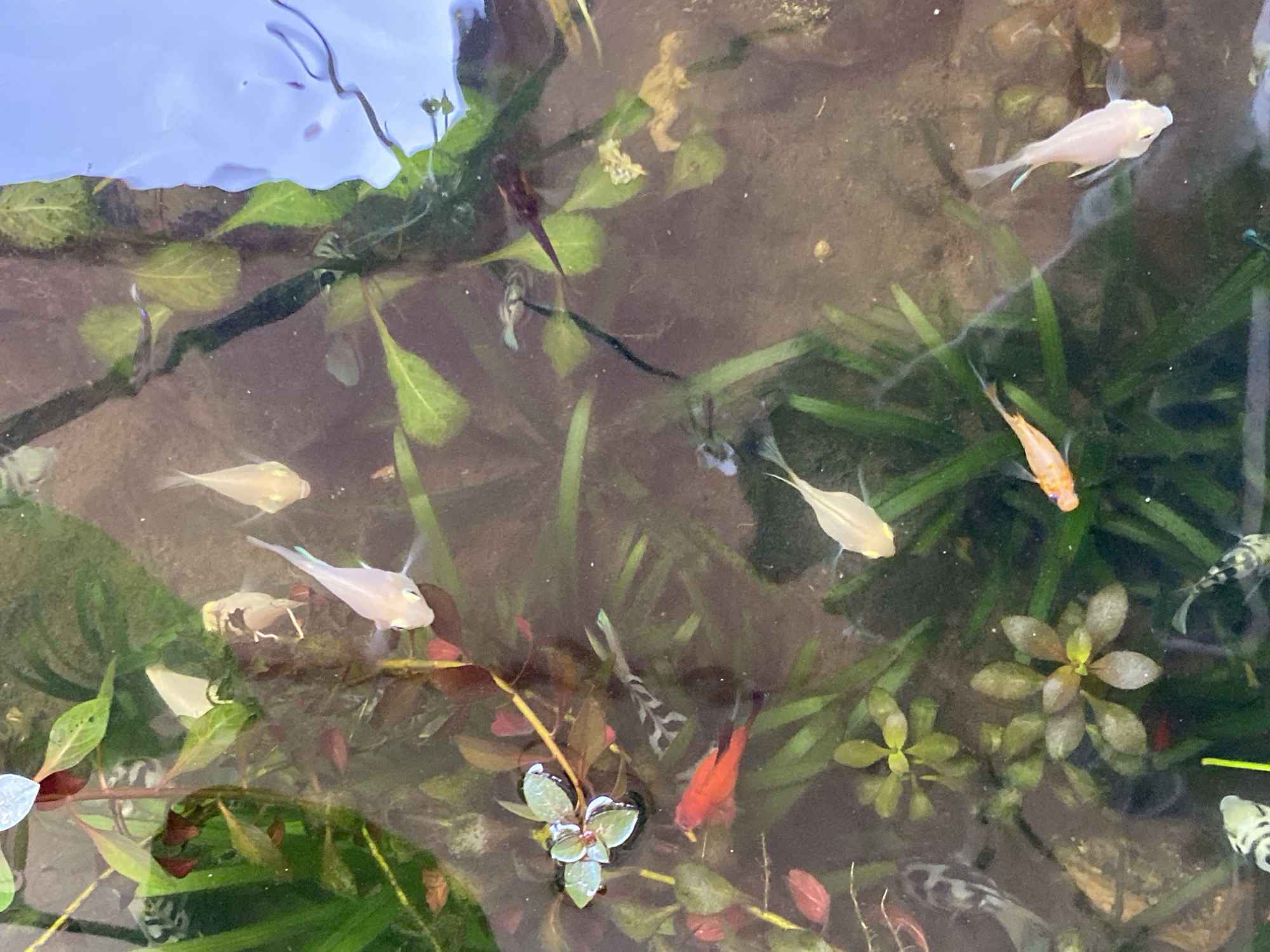A top-down, slightly angled medium shot captures a group of small, light-colored fish swimming in murky water with aquatic plants. The water is illuminated from above, creating reflections on the surface. The fish vary in color, with some being predominantly white or pale pink, and at least one bright orange fish is visible. There are also several small black and white patterned fish. The underwater environment features dense green and reddish-brown aquatic plants. The overall impression is that of a shallow pond or aquarium. The specific location of Lambaro Kueh, Indonesia, is not evident from the visual information in the image.