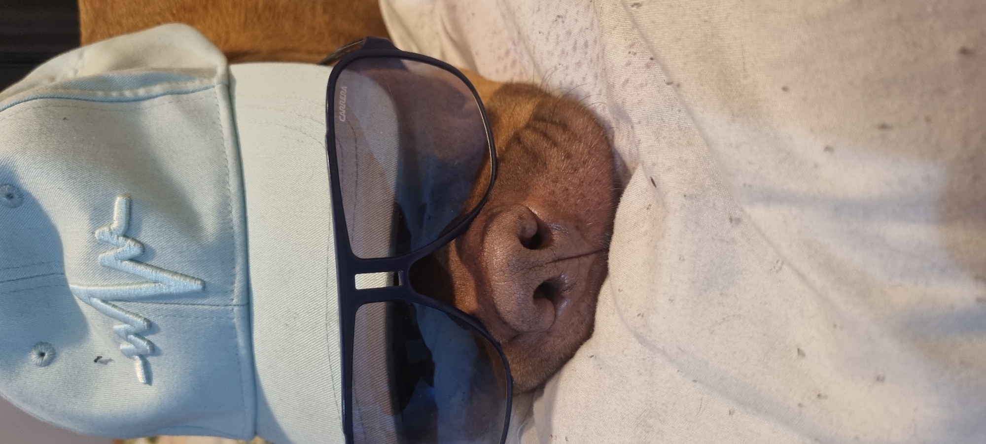 The image shows a close-up, angled view of a dog's head, partially covered by a light-colored blanket. The dog, which appears to be brown or reddish-brown, is resting or sleeping, with only its nose and part of its snout visible from beneath the blanket.
On top of the dog's head, a light blue baseball cap is worn, turned backward. The cap has an embroidered logo on its side, which resembles a stylized "M" or a heart rate monitor symbol. A pair of dark sunglasses with a black frame rests across the dog's face and the brim of the cap. The brand name "CARRERA" is visible in white text on the top left lens of the sunglasses. The dog's nose is prominent and appears wet, characteristic of a healthy dog. The blanket covering part of the dog is a light, possibly off-white or cream color, and appears soft, suggesting a comfortable, indoor setting. The overall impression is whimsical and peaceful, depicting a dog relaxing with human accessories.