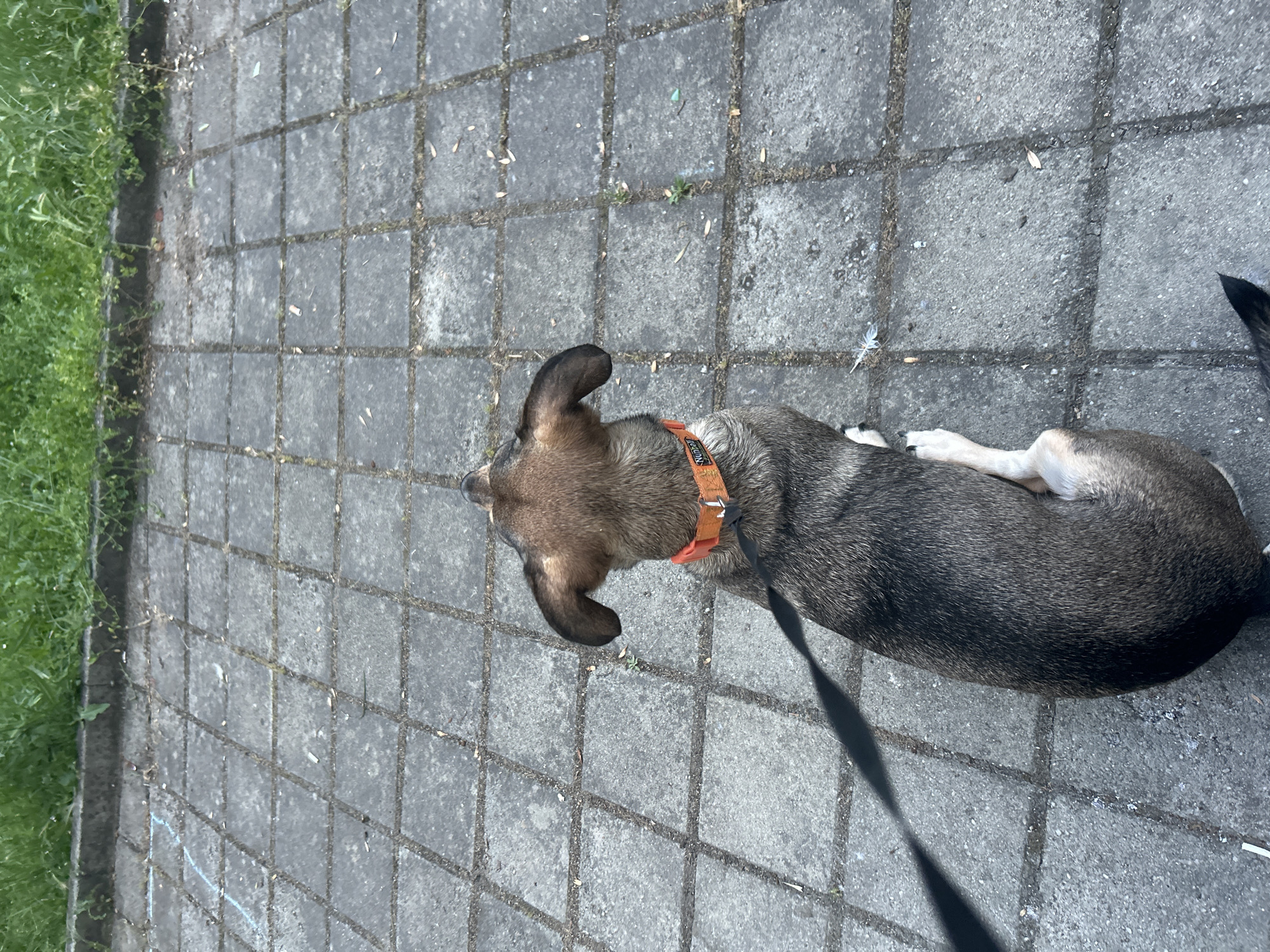 The image shows a dog with brown and gray fur, wearing an orange collar, sitting on a paved area with square concrete tiles. The dog is facing away from the camera, looking upwards. A black leash is attached to the collar and trails to the left. In the background, there is a strip of green grass and some dirt. The scene is outdoors in what appears to be a city environment.