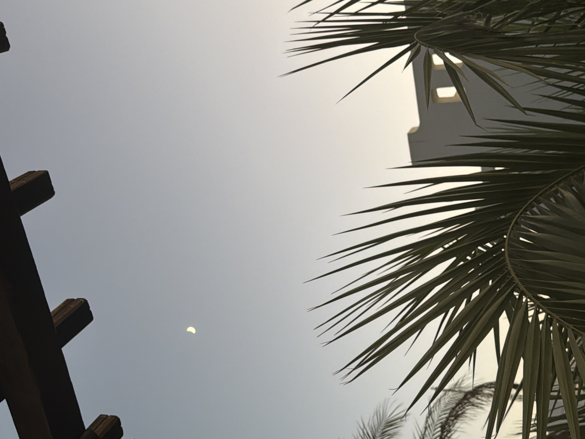 A crescent moon is visible in a pale, clear sky. In the foreground, the sharp, dark green fronds of palm trees dominate the lower half of the frame, their pointed leaves reaching upwards. Behind the palm fronds, a modern building with light-colored walls and dark rectangular window openings is partially visible. A wooden pergola structure is present in the upper part of the image, its dark beams crossing against the sky. The scene suggests an outdoor setting, possibly a hotel or resort in Sharm El Sheikh, Egypt, during twilight or early evening. There are no people or animals depicted.