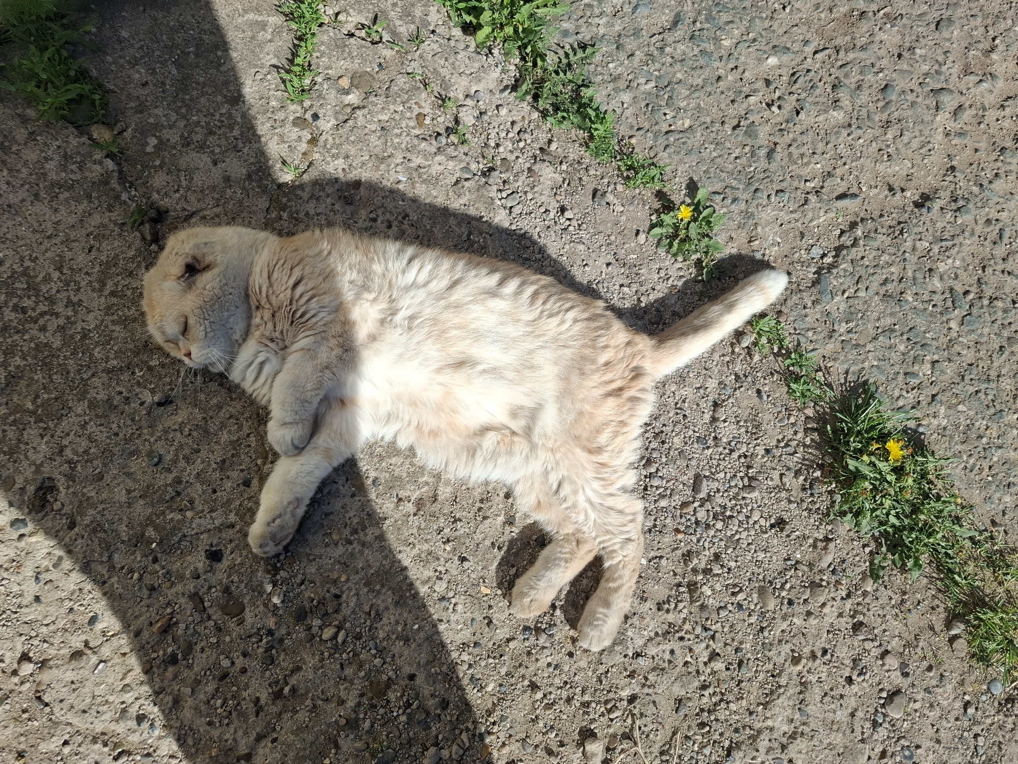 A tan-colored cat with short, folded ears is lying on a textured concrete surface outdoors. The cat is positioned diagonally across the frame, with its head towards the upper left corner and tail towards the upper right. The cat appears to be sleeping or resting, with its eyes closed and paws crossed. The concrete surface is light gray and interspersed with small rocks and patches of green vegetation, including dandelions. A shadow is cast on the left side of the frame. The location is presumed to be in the city of Амзя, Russia.