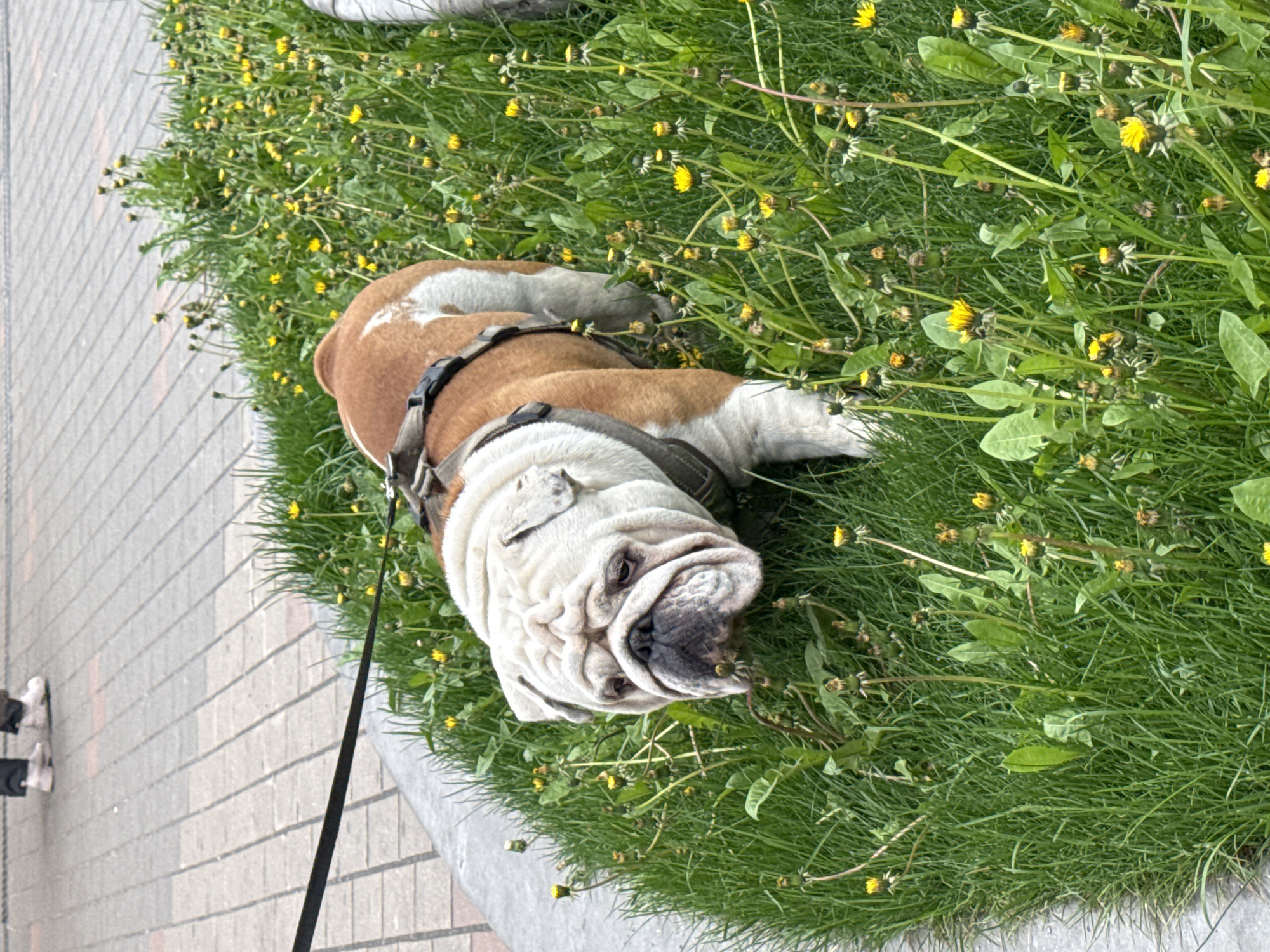 A bulldog lies prone on its side in a patch of grass interspersed with dandelions. The dog is leashed, with the leash extending toward the lower left of the frame, where a pair of feet are partially visible on a brick-paved surface. The location is characterized by well-maintained grass and urban paving, suggesting a park or green space in Moscow, Russia. The bulldog's posture indicates relaxation or rest, and the dandelions add a touch of wildness to the otherwise manicured urban environment.