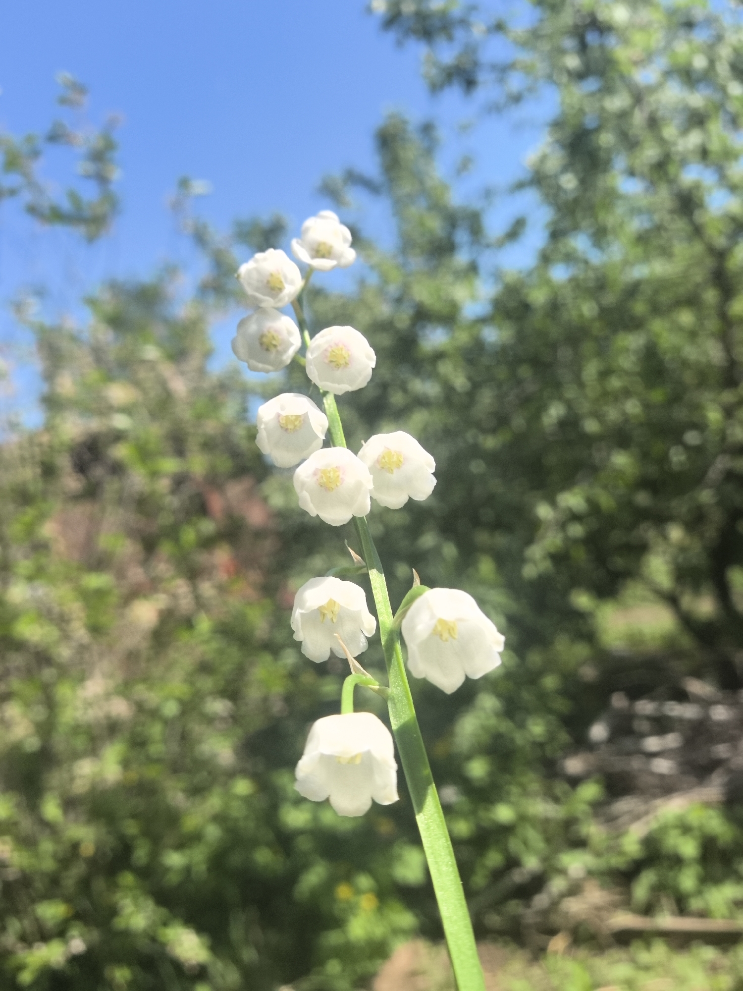A close-up shot of a stalk of lily of the valley flowers in bloom, featuring small, white, bell-shaped blossoms along the stem. The background includes out-of-focus greenery of trees and a clear blue sky. The image appears to be taken outdoors, possibly in a garden or natural setting. There is no discernible information to suggest the location is specifically Noviy, Russia.