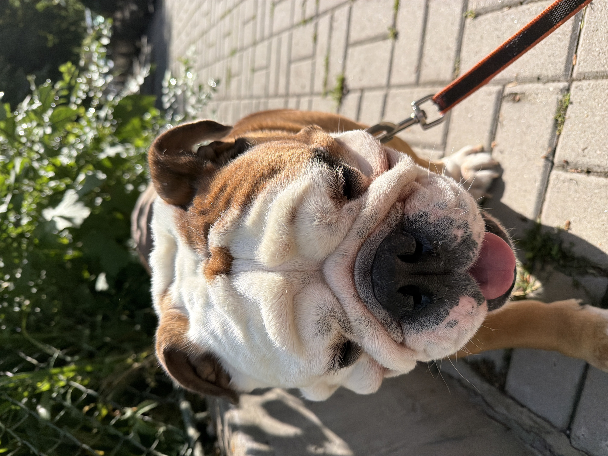 A close-up, high-angle shot captures a bulldog with white and brown/tan fur looking upwards. The dog's face, characterized by its distinctive wrinkles and a black snout, is prominent, with its pink tongue slightly extended. An orange and black leash with a metallic clasp is visible on the right, attached to the dog's collar and extending out of frame, indicating it is tethered.
The setting is outdoors on a brightly lit, sunny day, as evidenced by the strong shadows cast by the dog and the leash, as well as the highlights on the dog's fur. The ground is a light-colored, rectangular paved surface, likely a sidewalk or pedestrian path. To the left, out-of-focus green foliage or bushes create a soft background, suggesting the presence of greenery alongside the paved area. The scene depicts a calm moment in an urban outdoor environment, consistent with a street or park in Sofia, Bulgaria. The dog appears to be observing its owner or the camera, conveying a sense of curiosity or contentment. No text is visible in the image.