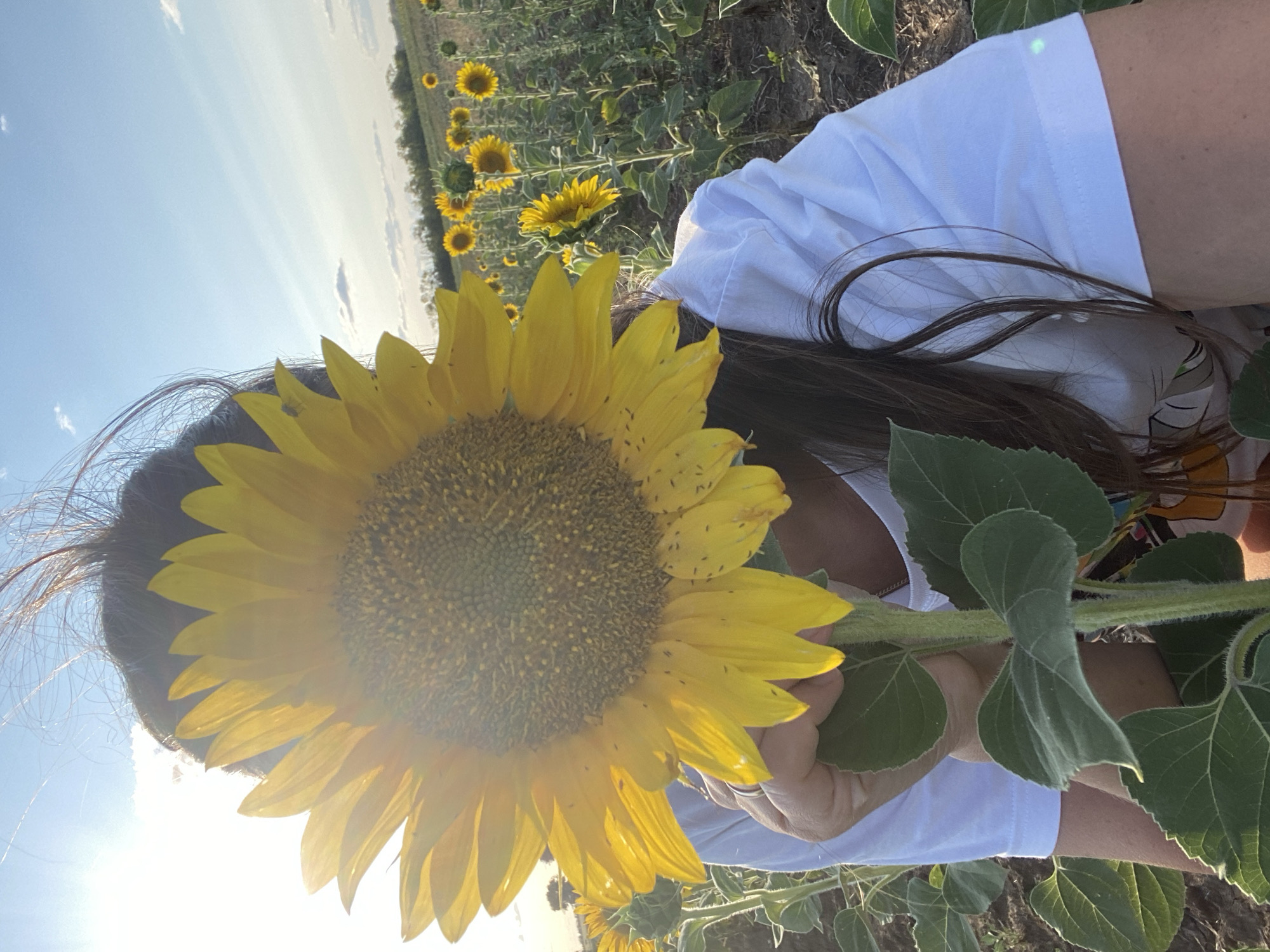 In Morozovsk, Russia, a person, partially obscured by a large sunflower, holds the flower by its stem. The person wears a white t-shirt. The background features a field of sunflowers stretching towards the horizon under a bright, sunny sky with scattered clouds. The image captures a close-up of the sunflower's yellow petals and dark center, with the person's hair and shoulder visible.