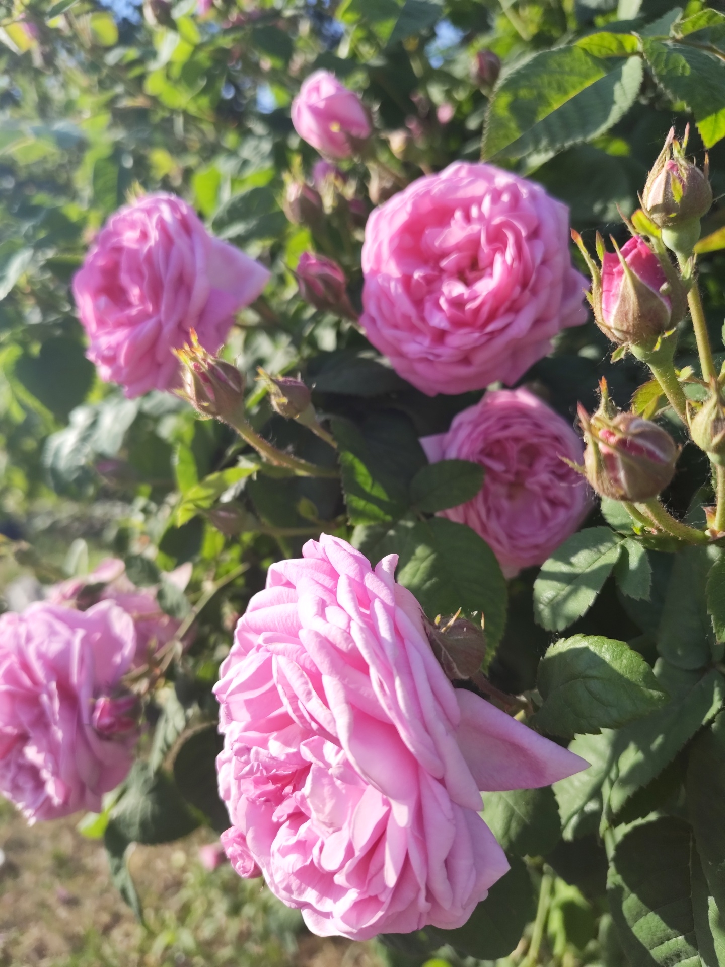This image captures a close-up, outdoor view of a blooming pink rose bush located in Быково, Russia. The scene is dominated by multiple pink roses in various stages of bloom, set against a blurred green foliage background.
Specifically, at least five open or partially open pink roses are visible, characterized by numerous densely packed, soft pink petals. A prominent, fully open rose occupies the lower-center of the frame, with another large bloom in the upper-right quadrant. Several tightly closed or partially open rosebuds, displaying green sepals encasing nascent pink petals, are distributed throughout the bush, particularly clustered on the right side.
The foliage consists of dark green, ovate leaves with visible venation and serrated edges, some sharply in focus while others are softly blurred. Bright sunlight, emanating from the upper-left, illuminates the roses and leaves, creating highlights on the petals and casting defined shadows on the undersides of leaves and within the folds of the flowers. The overall background is a soft-focus expanse of green foliage with hints of sun-dappled ground. No human figures or animals are present in the frame.