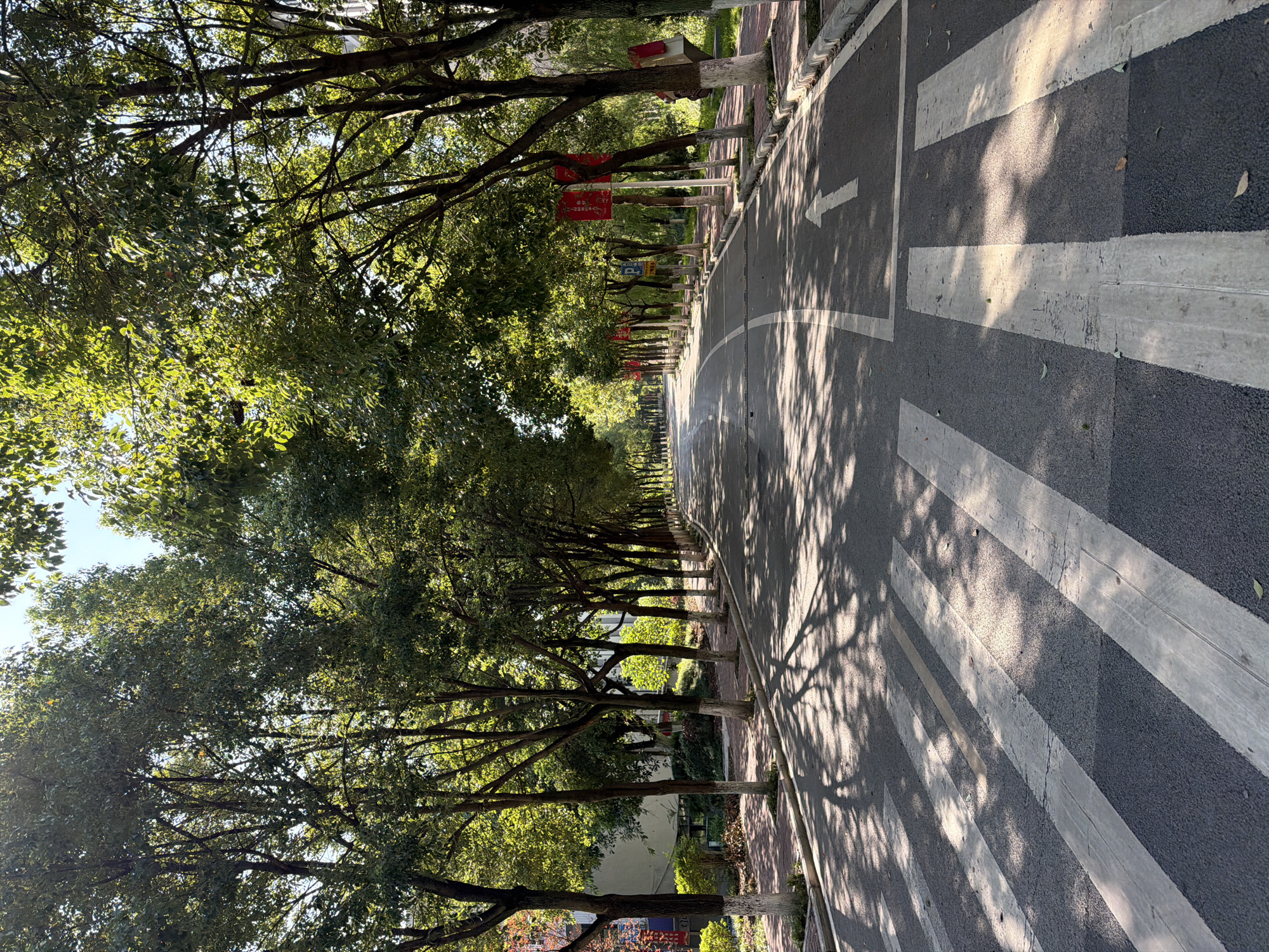 The image depicts a tree-lined street in Jiangjin, China, likely a university campus or park. The road, paved with asphalt, features white pedestrian crossing stripes in the foreground. A single white arrow painted on the road indicates the direction of traffic. Flanking the road are sidewalks paved with red bricks, bordered by a concrete curb. Numerous trees with lush green canopies line both sides of the street, casting dappled shadows on the road and sidewalk. The trees appear to be deciduous, with trunks painted white at their bases for protection. Red banners, likely for decoration or event promotion, are visible hanging from some of the trees. The sky is clear and bright blue. The scene is devoid of any people.