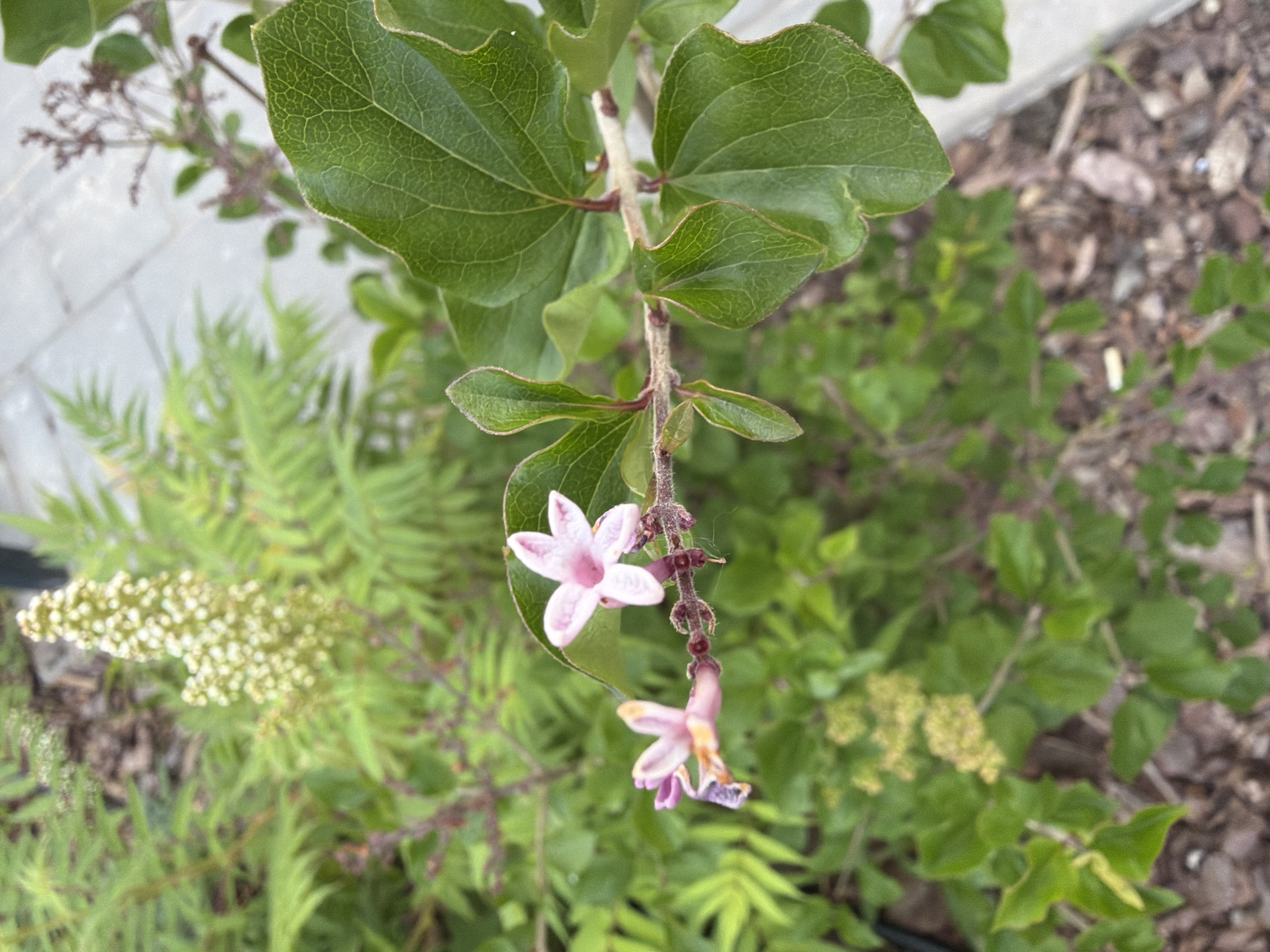This image is a close-up shot of two delicate pink flowers with five petals each, blooming on a branch. The flowers are slightly out of focus, with the one on the right being sharper than the one on the left, which appears to be wilting. Large, green leaves with visible veins surround the flowers, some of which are curled. The background is a blur of green foliage and brown mulch, suggesting an outdoor setting, likely a garden. The overall impression is one of natural beauty and the delicate details of flora. The location is specified as Unknown, Unknown.