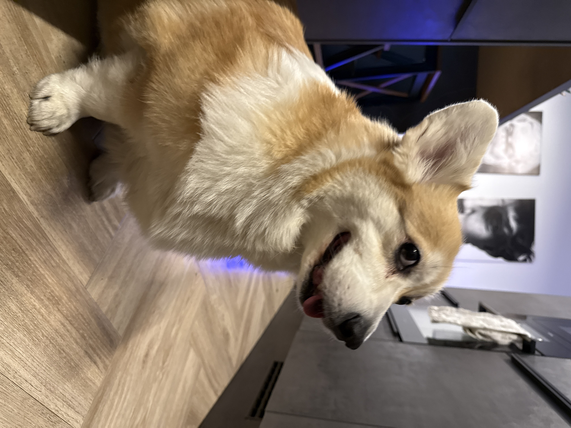 A tan and white Corgi dog lies on a light wood-tone floor. The dog's head is tilted to the side, and its tongue is partially visible. In the background, there is a modern kitchen with gray cabinetry and light-colored countertops. On the wall are two black and white photographs. Above the kitchen area is a blue light fixture. The image may be taken in a home located in the city of Krasnoyarsk, Russia.