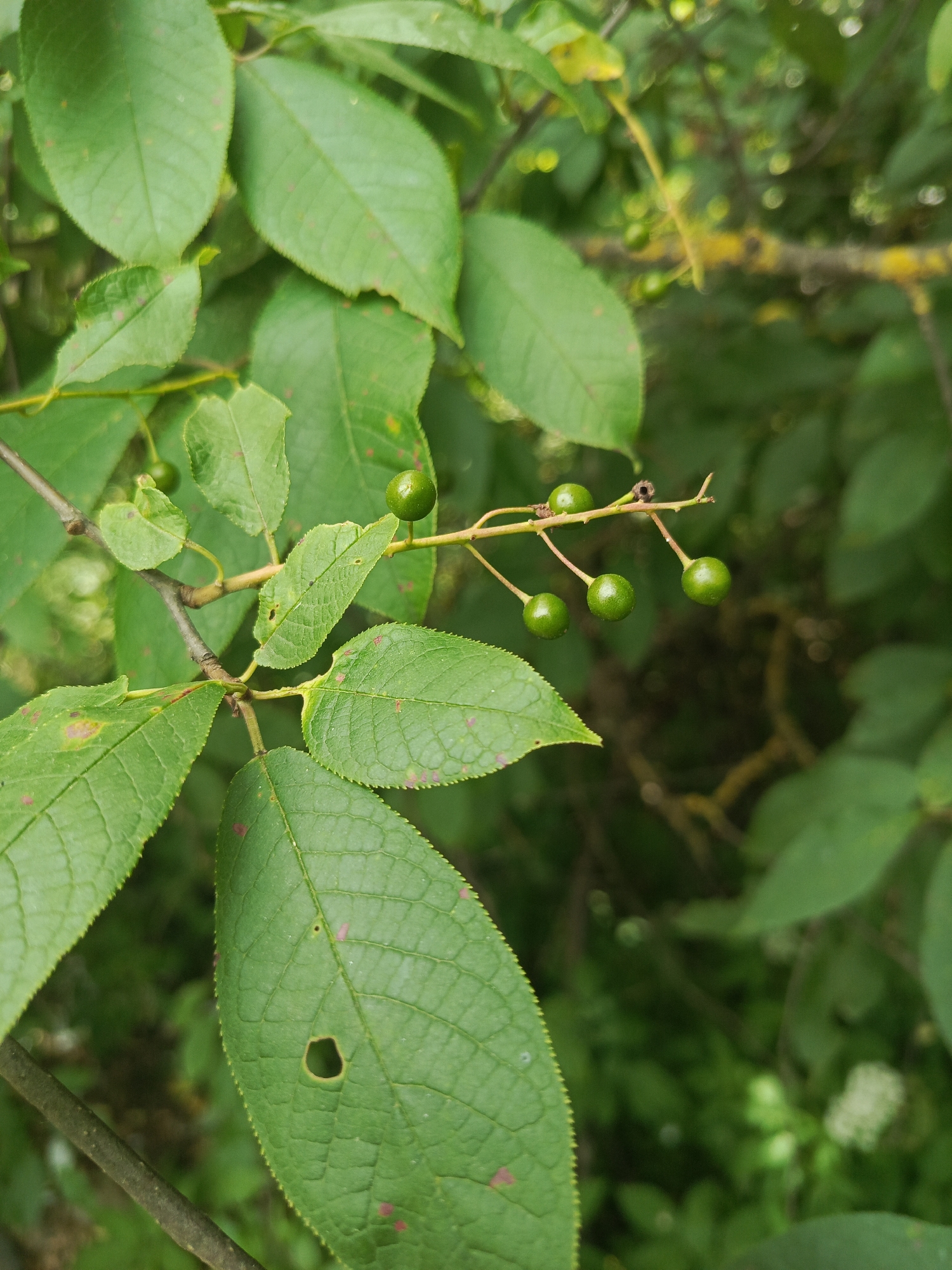 In the city of Severny, Russia, a close-up, vertical, eye-level shot captures a cluster of small, green berries hanging from a thin, brown branch, surrounded by lush green leaves. The berries are spherical and appear to be developing, with some showing a slight sheen. The leaves are oval-shaped with serrated edges and display subtle red speckles. One prominent leaf in the foreground has a small, circular hole in its center. The background is a soft blur of green foliage and branches, with some out-of-focus yellow and lighter green elements suggesting sunlight filtering through the canopy. The overall impression is one of natural growth and detail in an outdoor, possibly wild or garden setting.