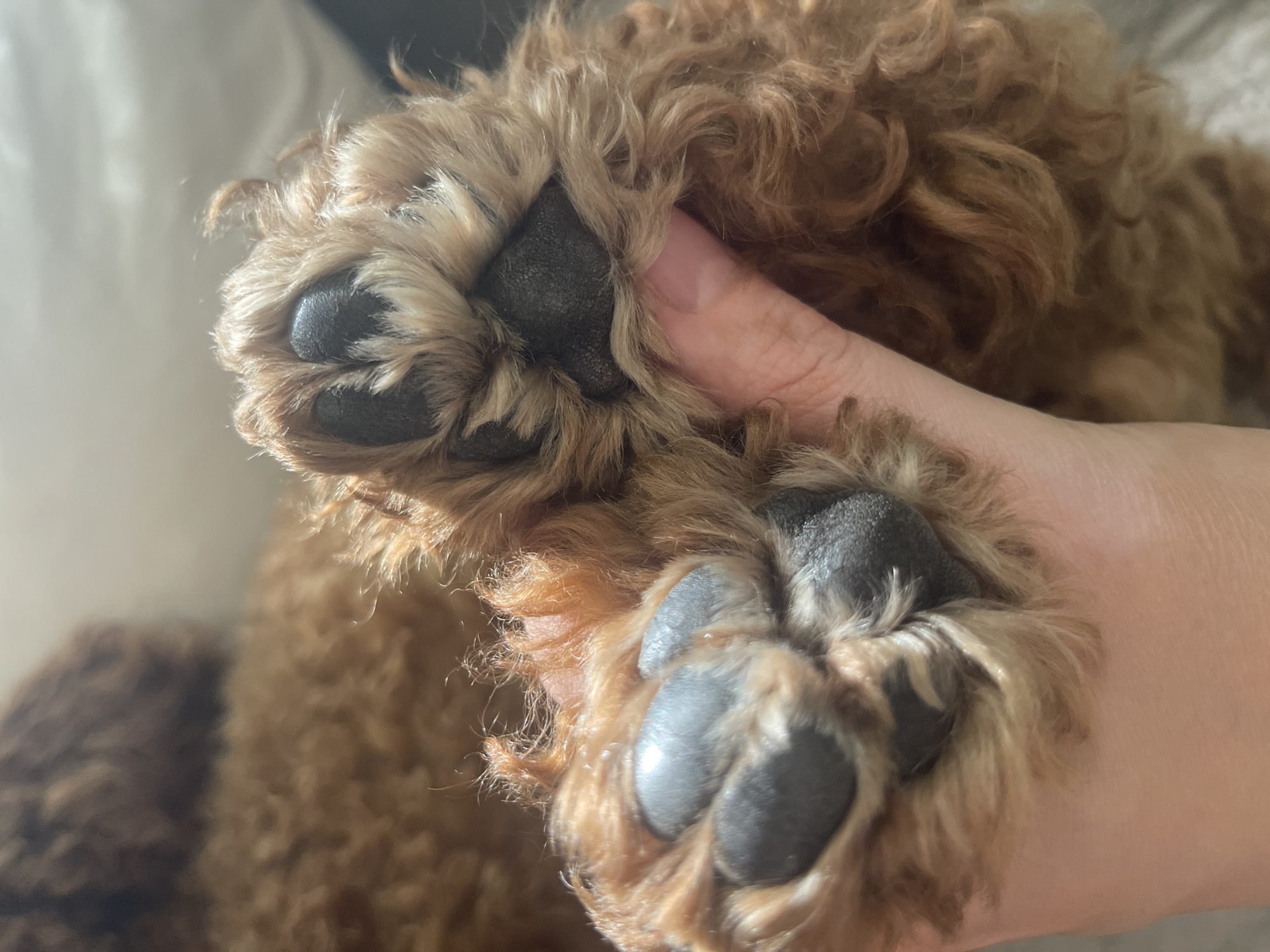 A close-up, eye-level shot focuses on two fluffy, brown dog paws being held by a human hand. The paws are a dark, almost black color, with five visible toe beans on each. The fur surrounding the paws is a light brown and curly. The background is blurred, showing more of the dog's body and suggesting an indoor setting. The lighting is soft and diffused, with a gentle shadow cast by the hand on the paw.