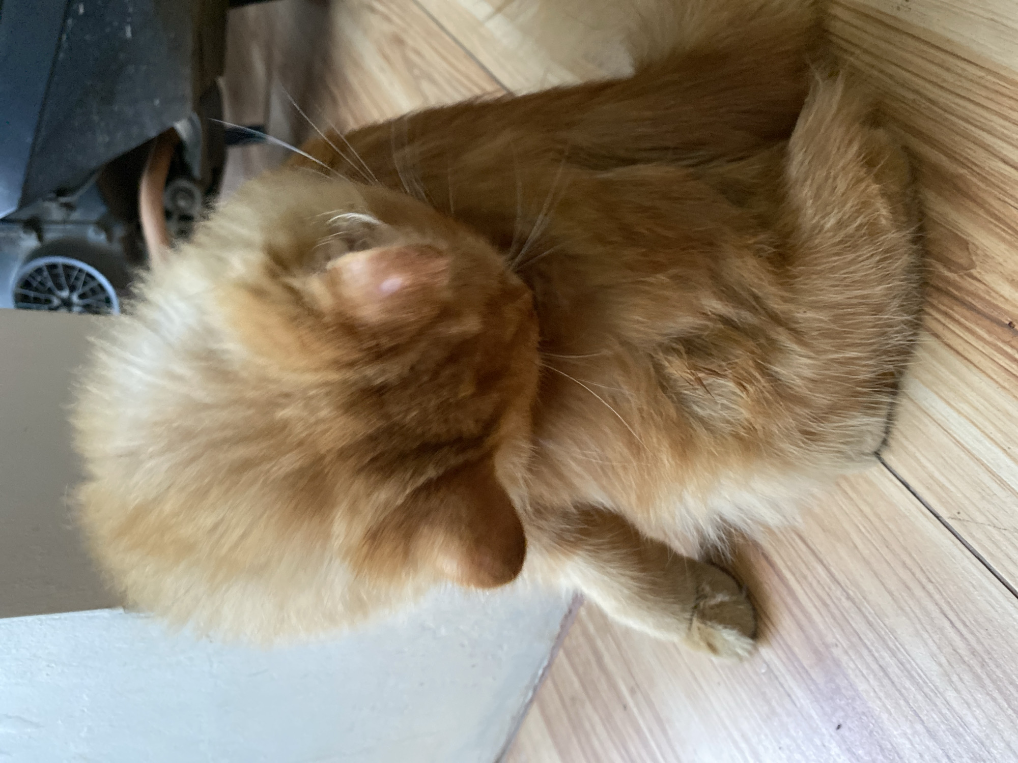 An orange tabby cat is grooming itself while sitting on a wooden floor. The cat is facing away from the viewer, with its head tucked down and its body curled. The floor is light brown with a wood grain pattern. In the background, a white wall is visible on the left, and a dark object with a wheel, possibly a motorcycle, is on the right. The scene appears to be indoors, likely in a residential setting in Depok, Indonesia.