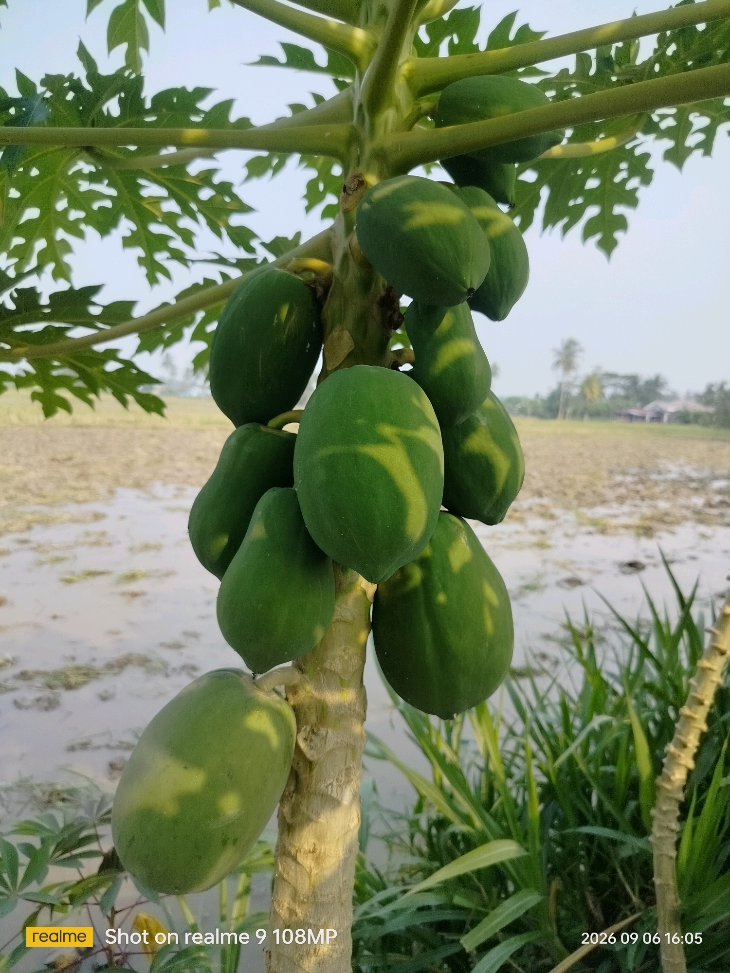 The image displays a papaya tree laden with green, unripe papayas. The tree is positioned outdoors, with a field and water in the background, suggesting an agricultural or rural setting. The sky is visible above, with some light and haze. The overall lighting suggests it is daytime, possibly late afternoon given the warmth of the light. The foreground shows the papaya tree trunk and several papayas hanging from it. The mid-ground consists of a field with some waterlogged areas and vegetation. The background features more vegetation, trees, and hints of buildings, possibly indicating a village or settlement. The image is a photograph, likely taken with a smartphone, as indicated by the "Shot on realme 9 108MP" watermark in the lower left corner and the date and time stamp "2026 09 06 16:05" in the lower right corner. This suggests the photo was taken on September 6, 2026, at 4:05 PM. The location is identified as Melati II, Indonesia.