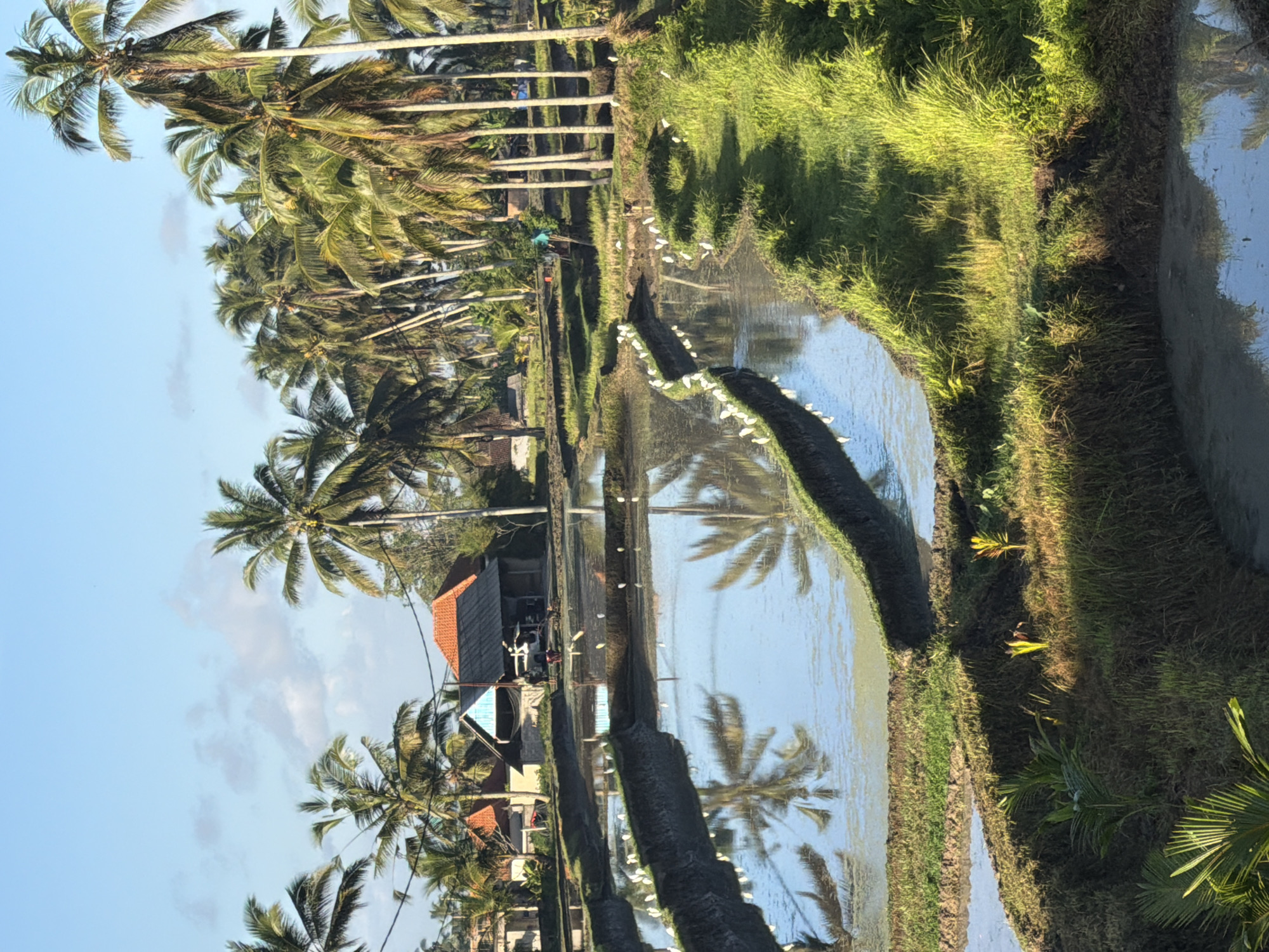 This image depicts a terraced rice paddy field in Tegallalang, Indonesia, bathed in the bright sunlight of a clear day. Numerous white egrets are scattered across the muddy edges of the flooded paddies, some are walking, some standing. The water reflects the surrounding palm trees and the blue sky. In the background, several buildings with red tiled roofs and a dark-colored vehicle are visible, adjacent to a dense grove of tall, slender palm trees. The overall scene is one of rural tranquility and agricultural activity under a serene tropical sky.