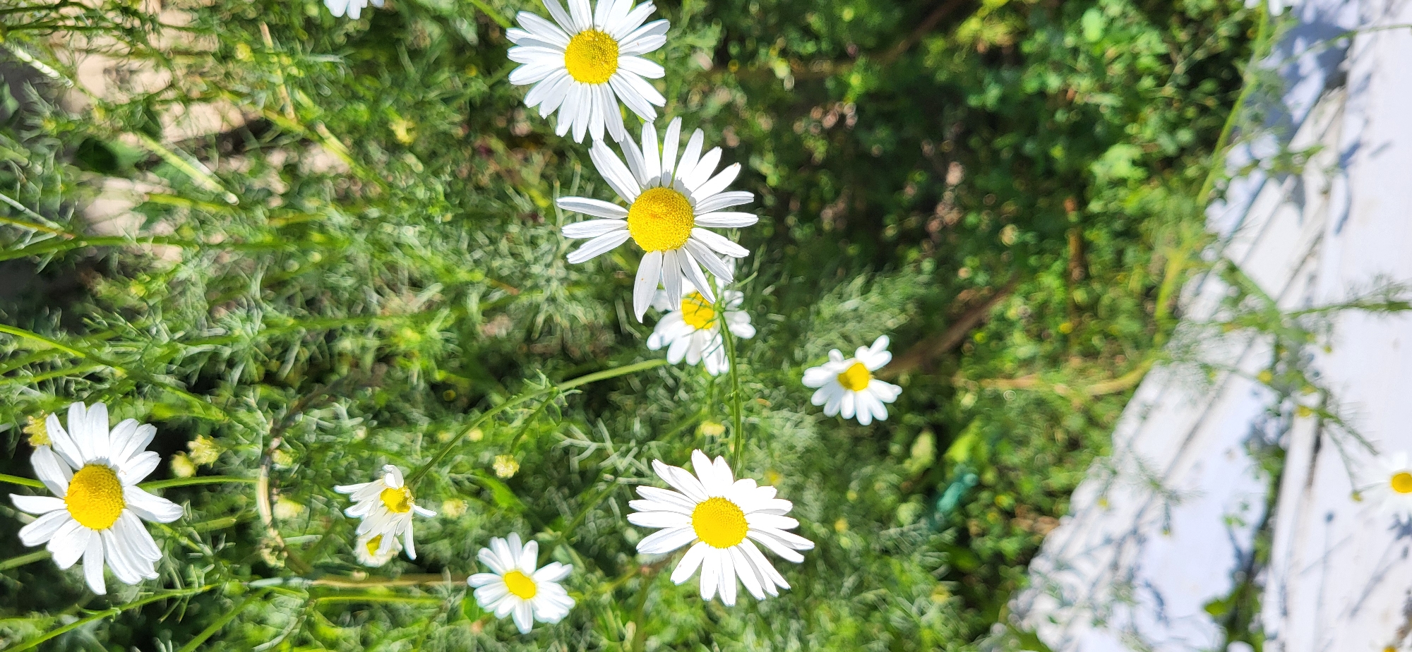 In an outdoor, natural setting with lush green foliage, several white daisies with yellow centers are in bloom. The daisies are scattered throughout the frame, with some in sharper focus than others, suggesting varying depths of field. The background consists of soft, blurred green leaves and stems, indicating a garden or natural growth. A portion of a white, textured surface, possibly a wall or a railing, occupies the lower left quadrant of the image. The overall scene depicts a collection of daisies in a verdant environment. The specific location is identified as the city of Tekeli, Kazakhstan.