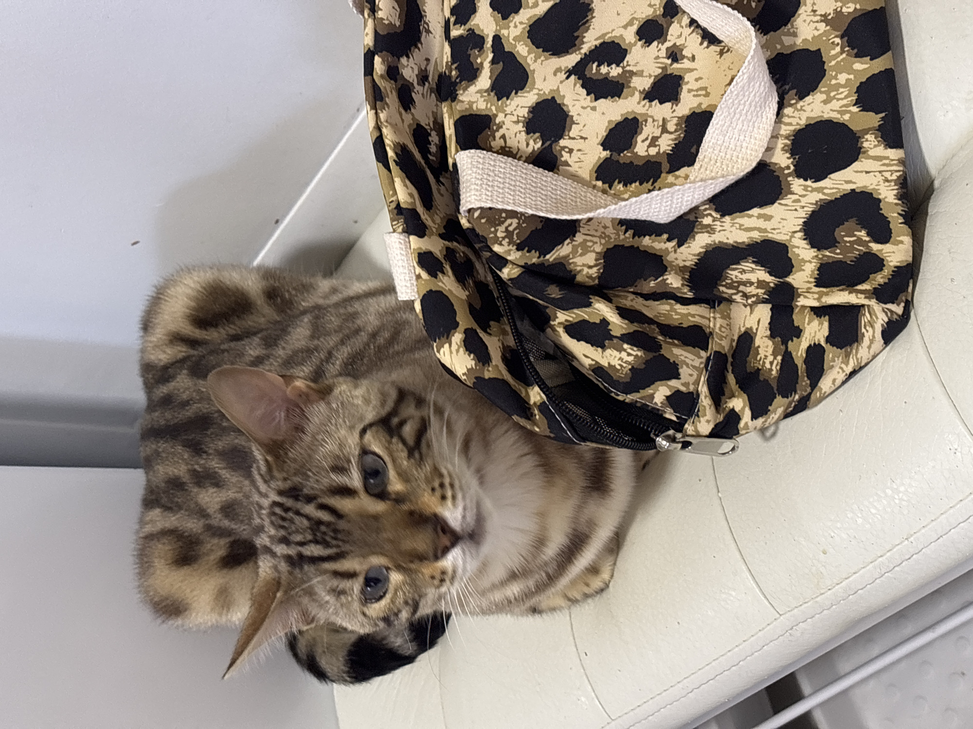 A Bengal cat with blue eyes and characteristic tabby markings sits on a white padded bench next to a leopard-print duffel bag. The cat is facing slightly left, with its body loafed. The duffel bag has beige and black spots and white straps. The background consists of a light gray wall and a white baseboard. The image appears to have been taken indoors, in what could be a waiting area or a pet-friendly establishment. The exact location in Noviy, Russia cannot be determined from the visual information provided.